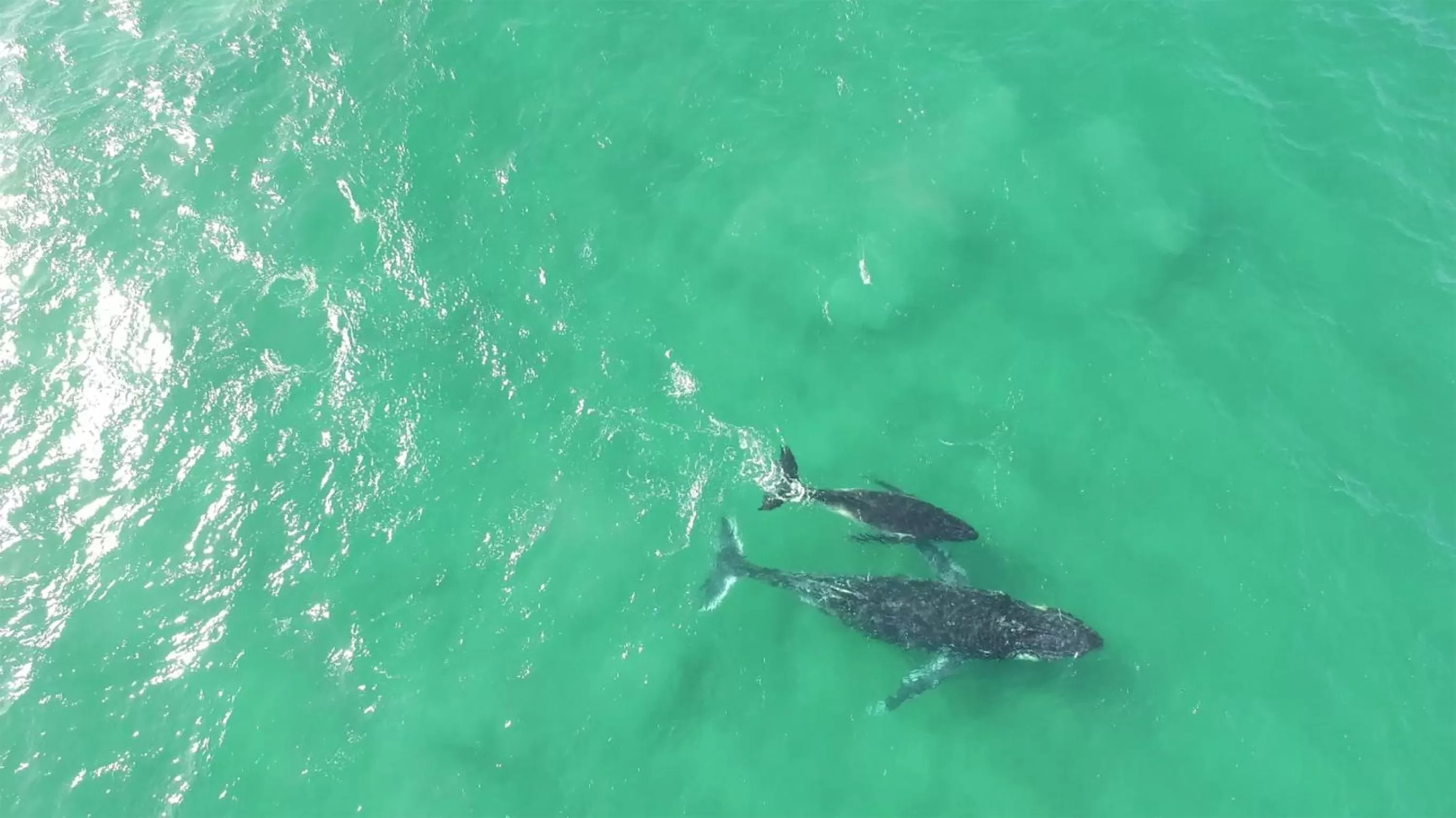 Activities in Albatross North Apartments