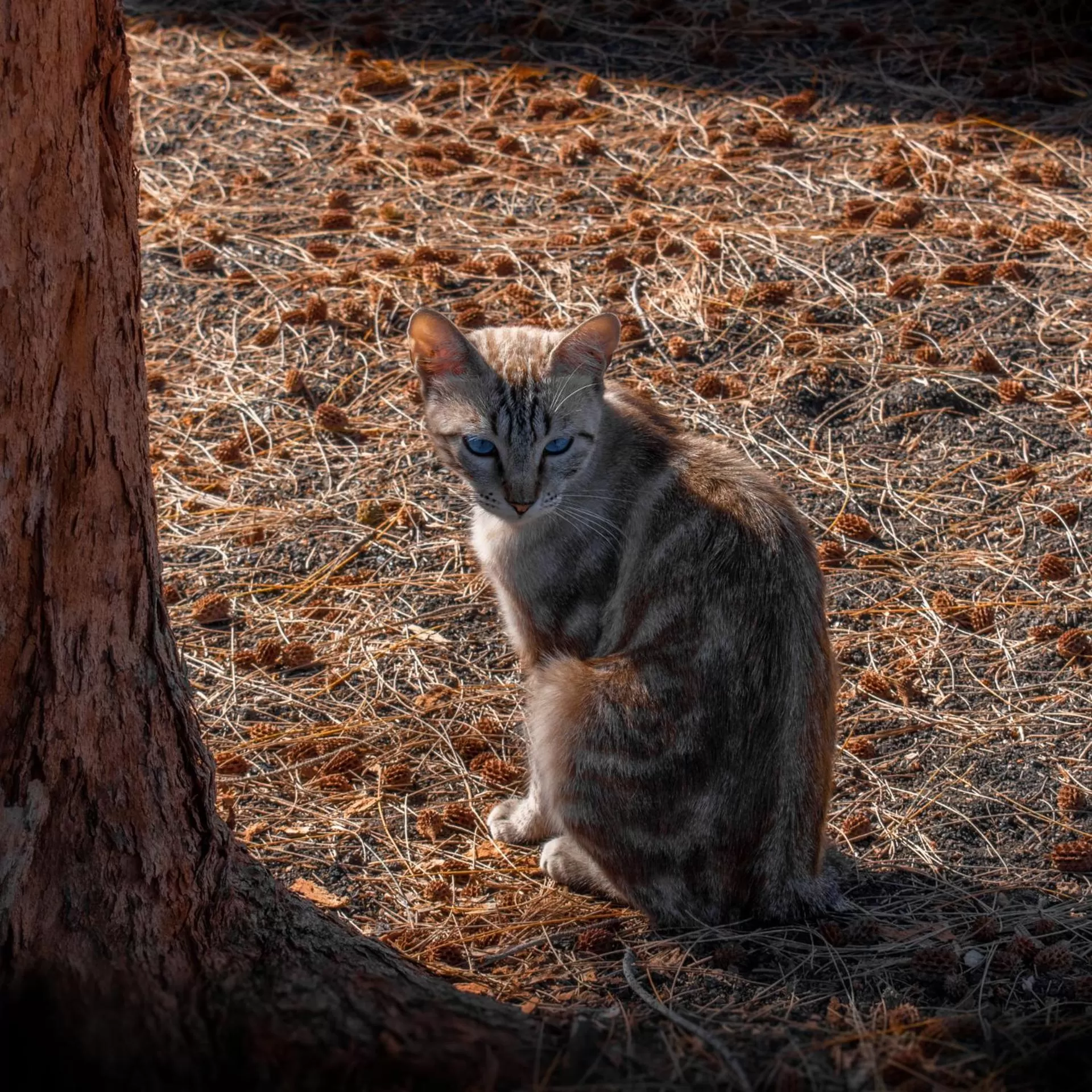 Garden in Hyde Park Lane