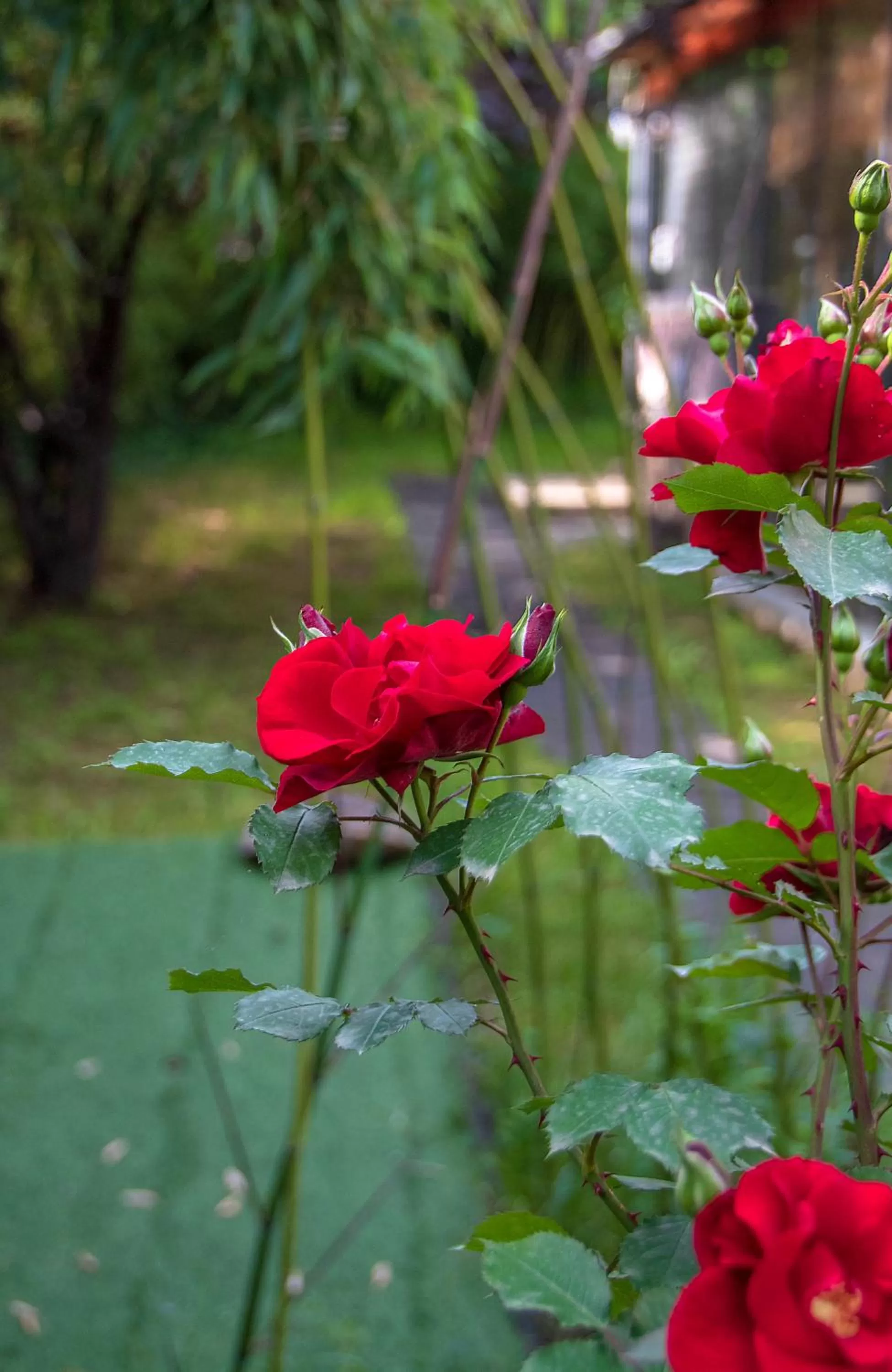 Day, Garden in Qilimcha's Guesthouse