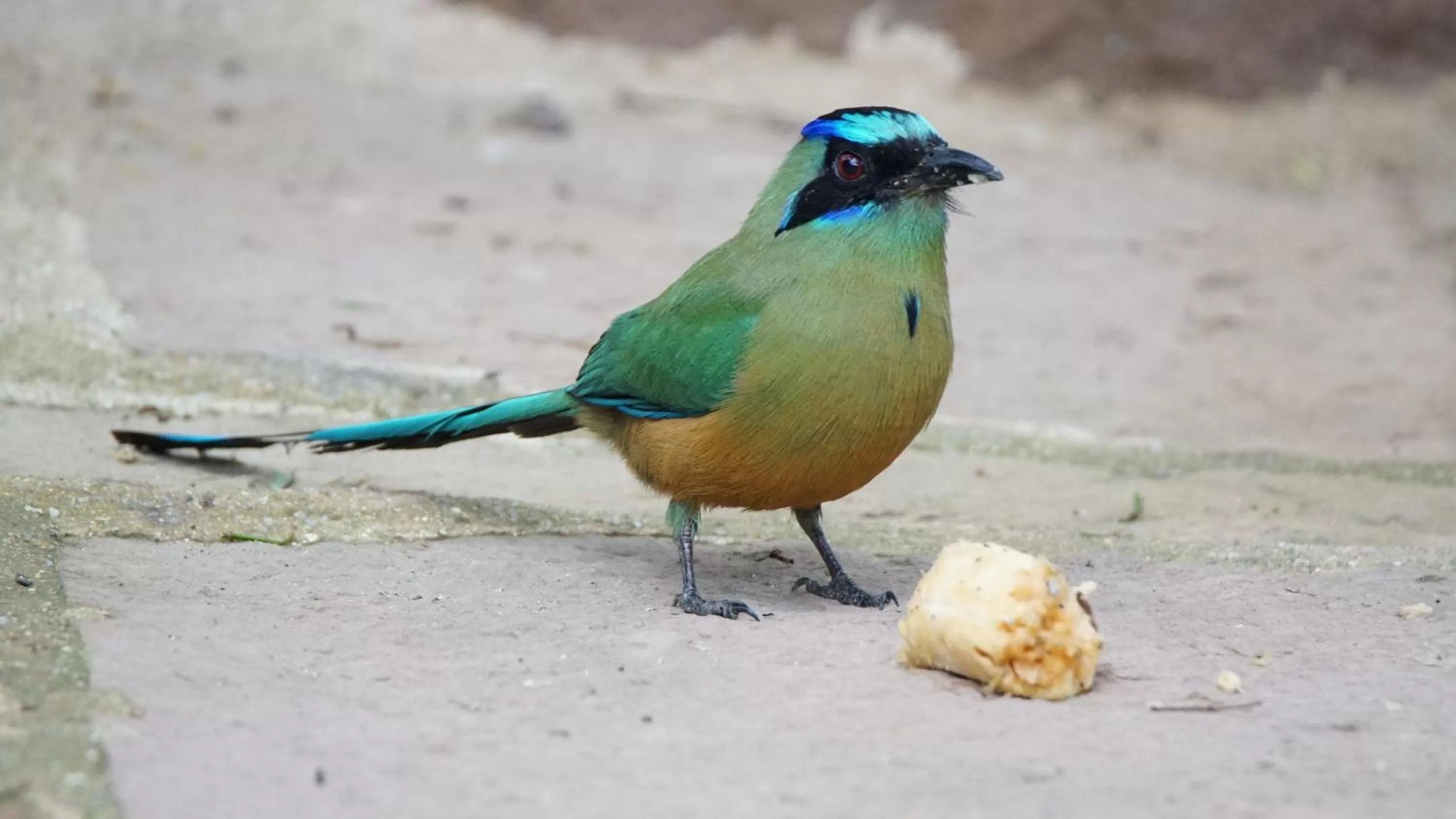 Bird's eye view, Other Animals in Posada Finca San Vicente B&B