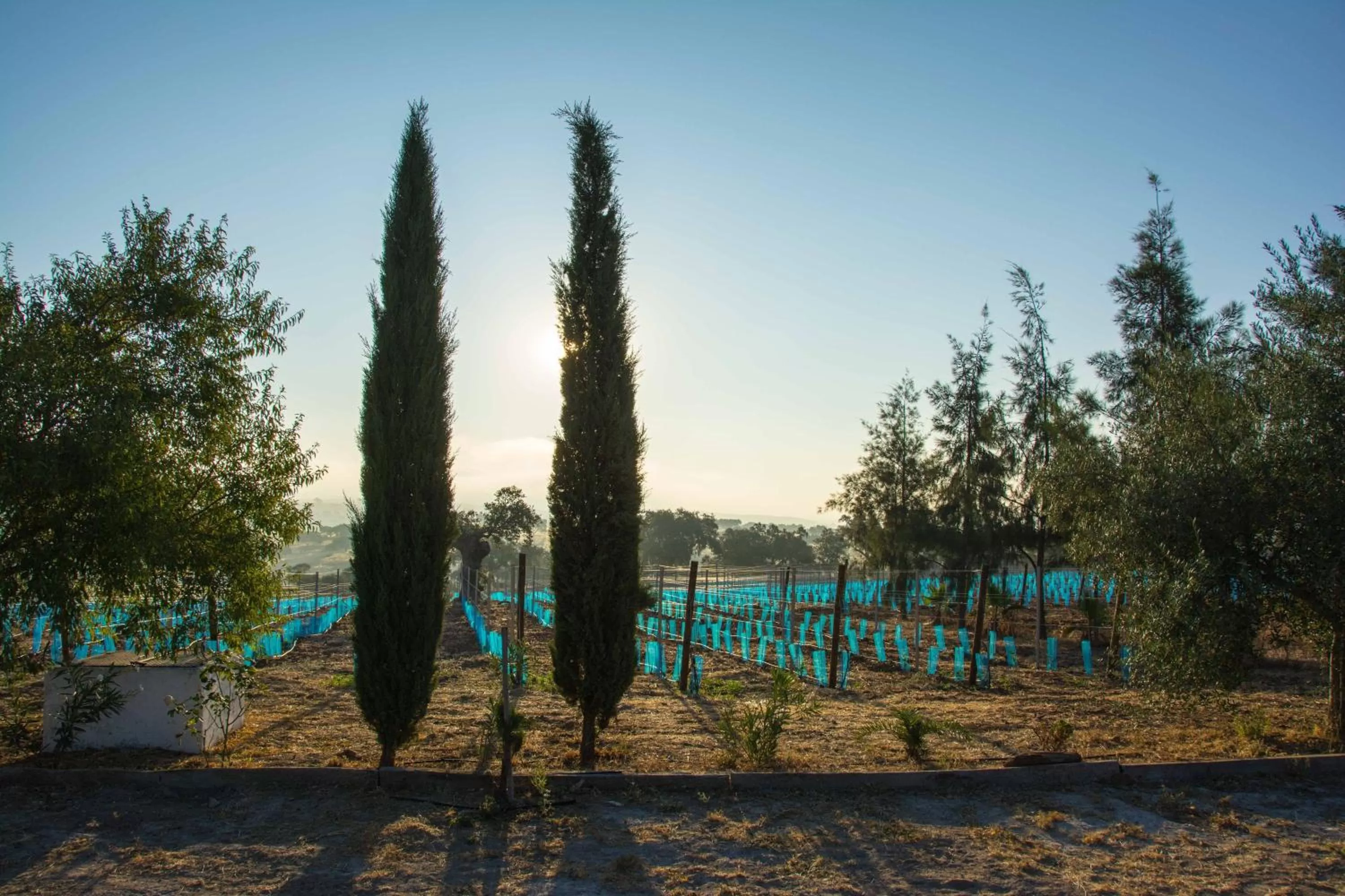 Garden in Hotel Rural Monte da Provença