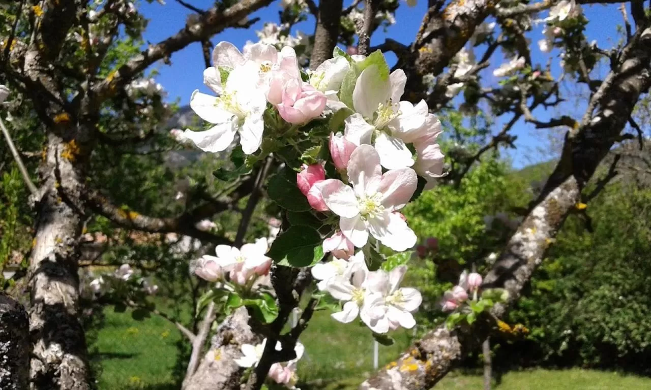 Garden in Bnb Castellane