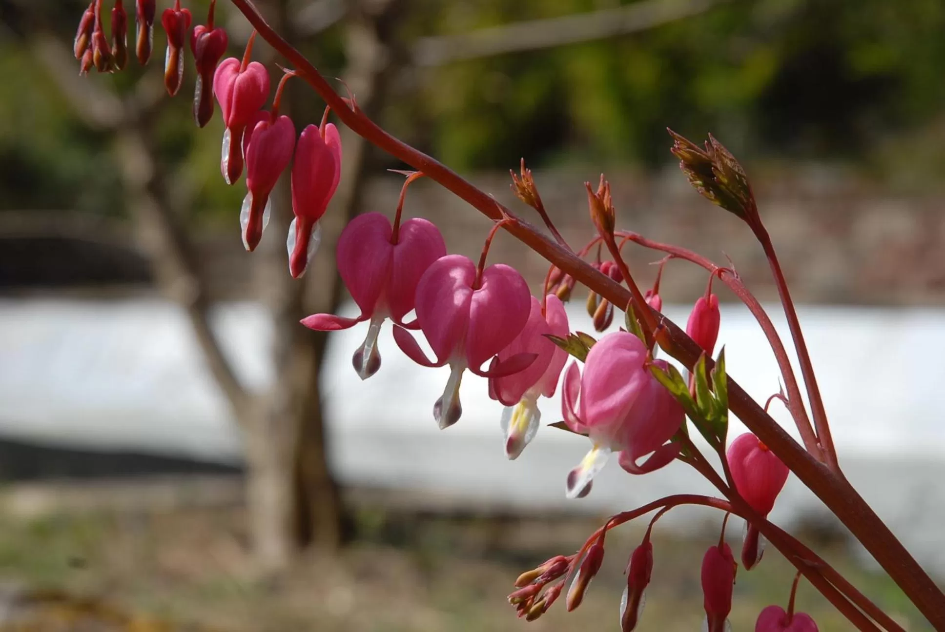 Garden in Villa Thalassa domaineleshesperides