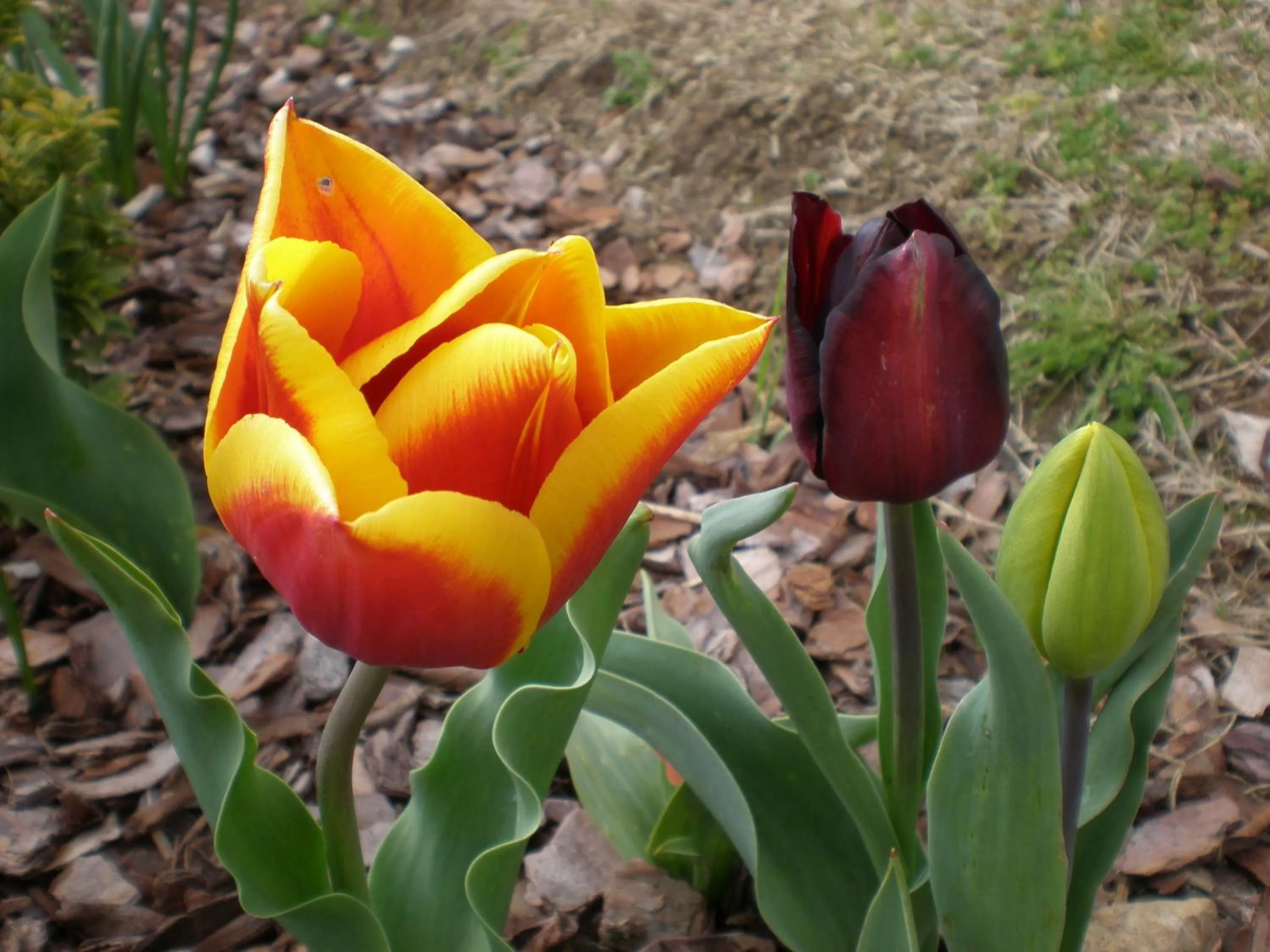 Garden in White Lanterns Motel