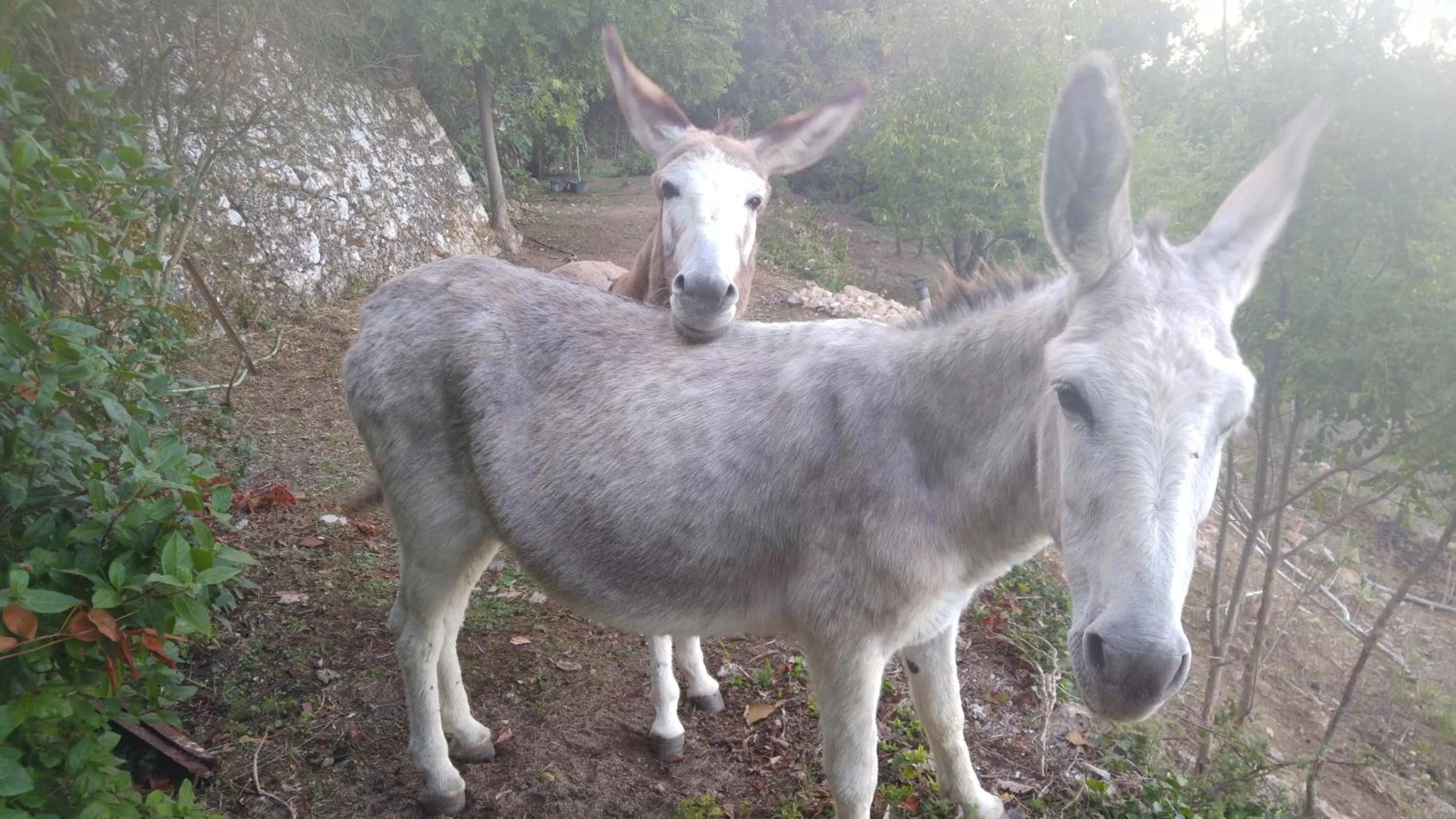 Animals, Other Animals in Le Moulin de Varrians