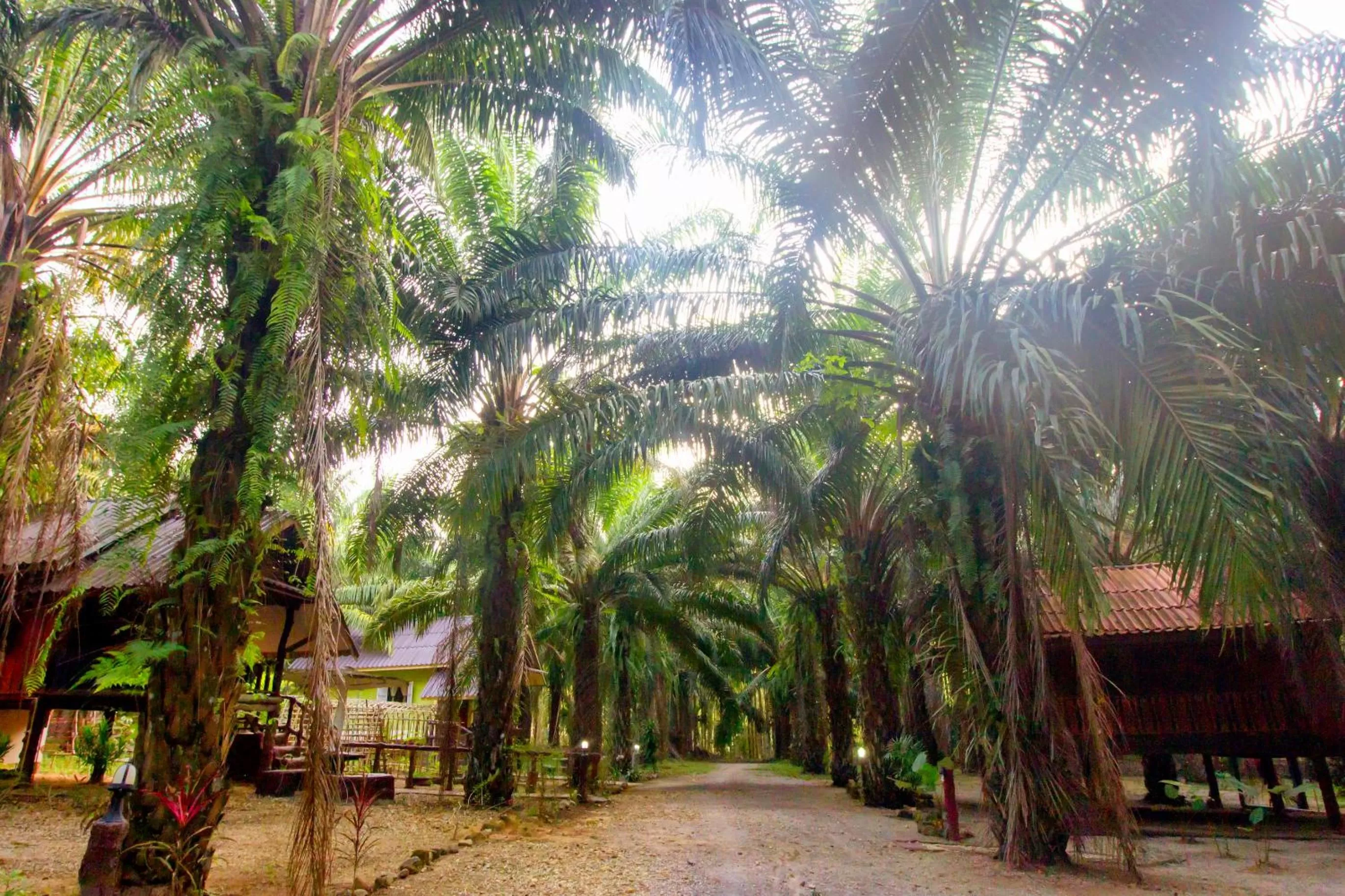 Garden in Khao Sok Palmview Resort