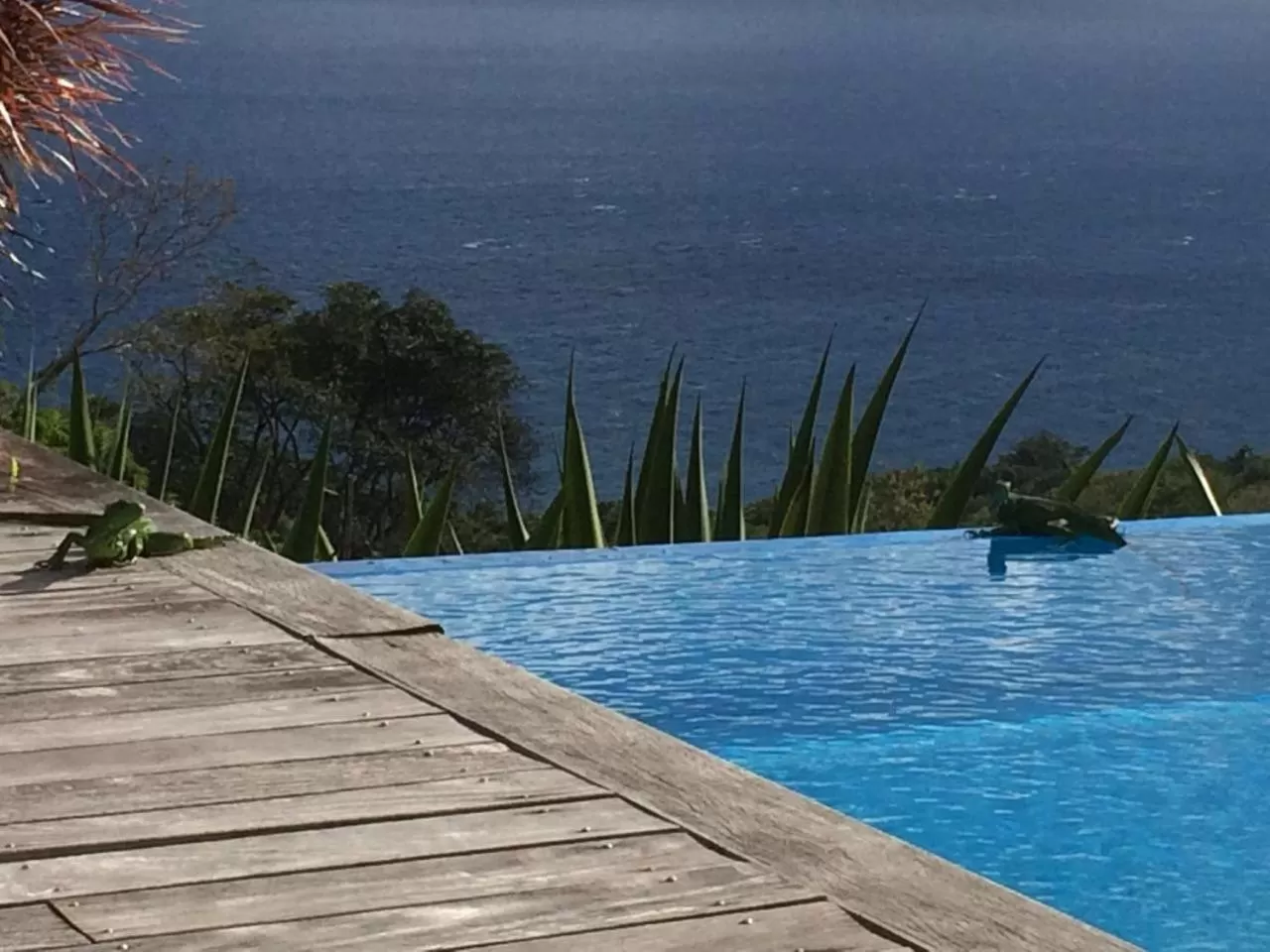 Swimming Pool in Villa Cajou (Chambre d'hôtes chez l'habitant)