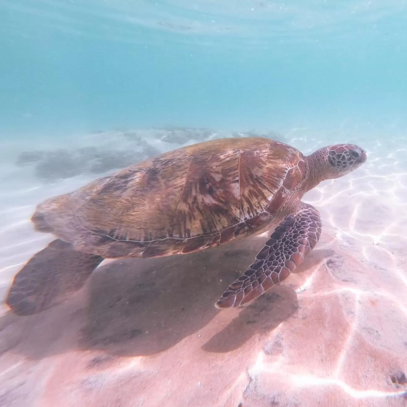 Animals, Other Animals in Galawatta Beach Resort