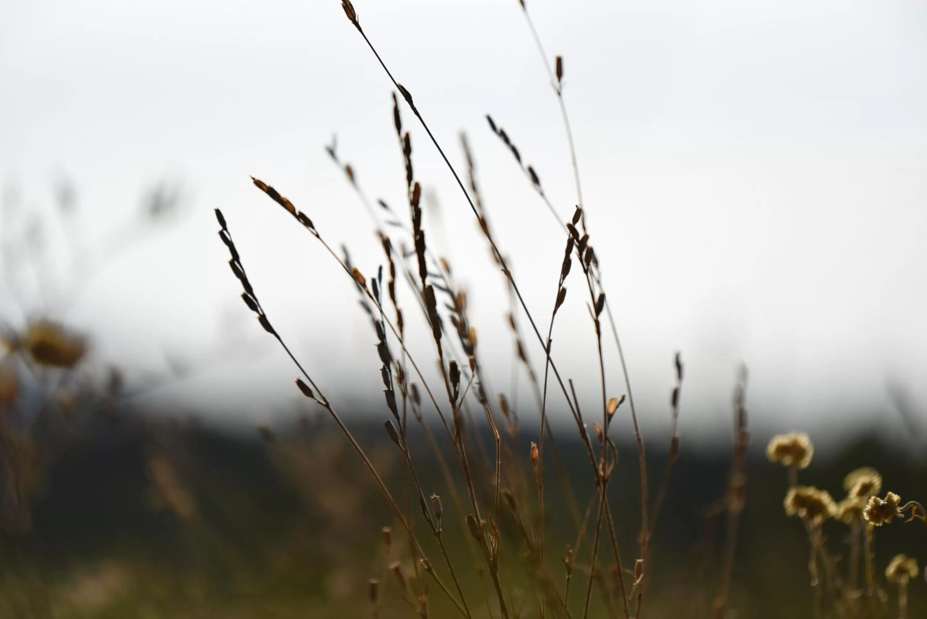 Day in Domaine la Pierre Blanche