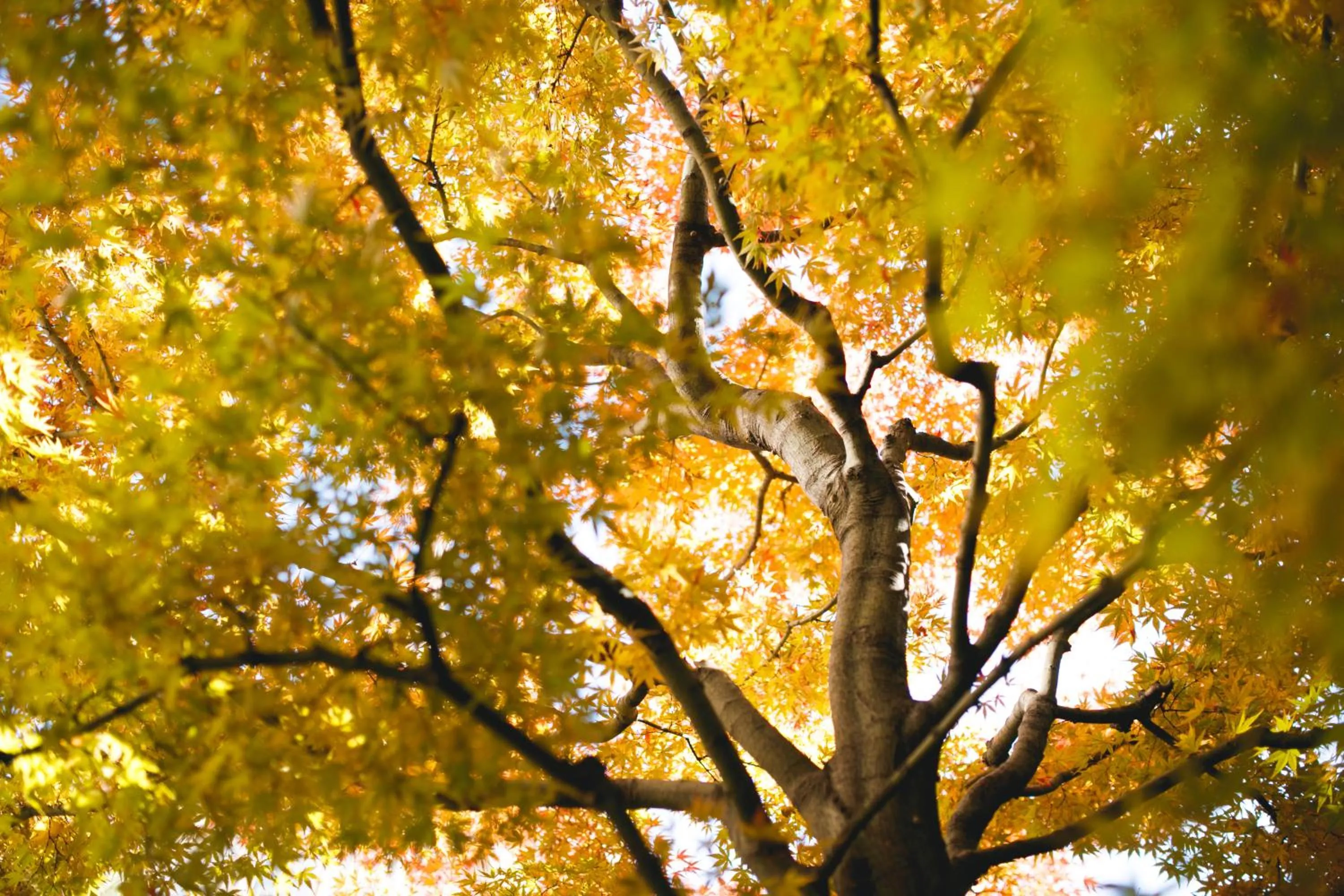 Natural landscape in Rurikoh