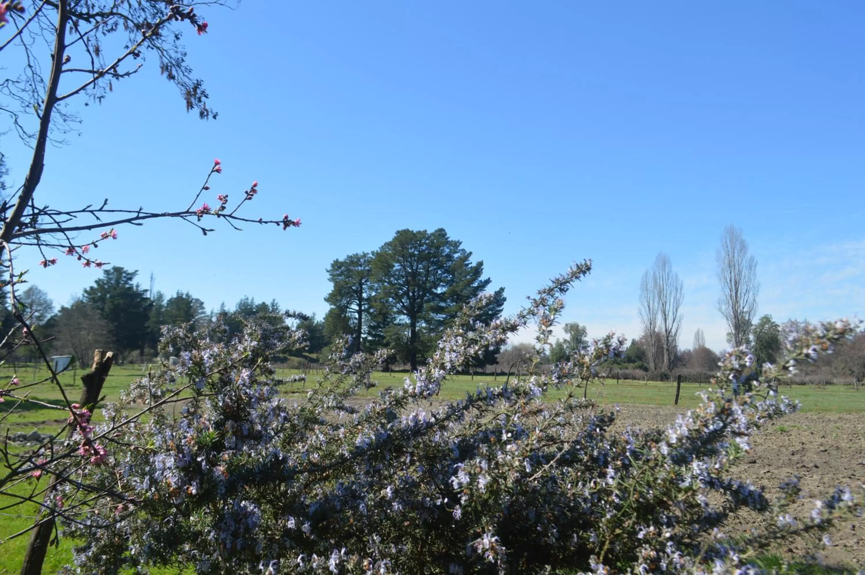 Coyunche Cabañas y Camping Laja & San Rosendo