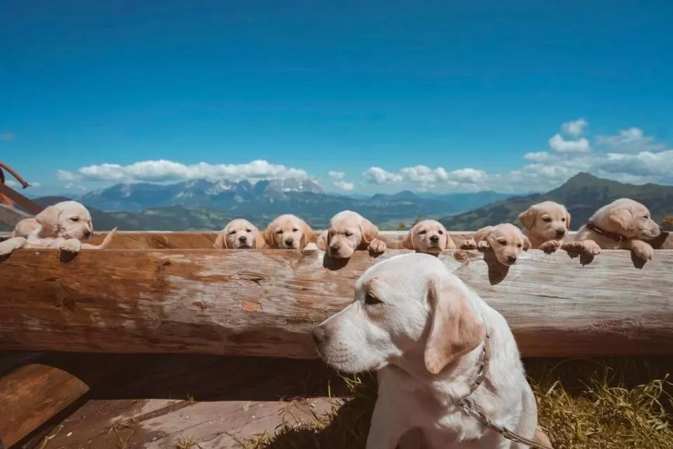 Hocheckhuette On Top of the Kitzbuehel Hahnenkamm Mountain