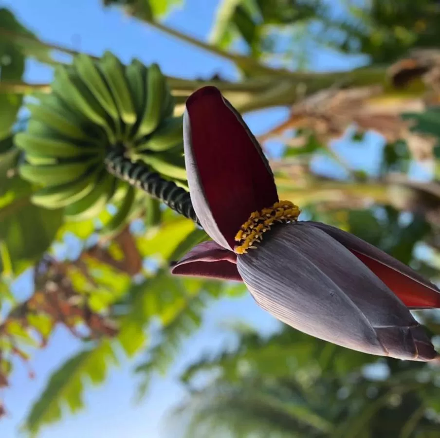 Other Animals in Villa Cajou (Chambre d'hôtes chez l'habitant)