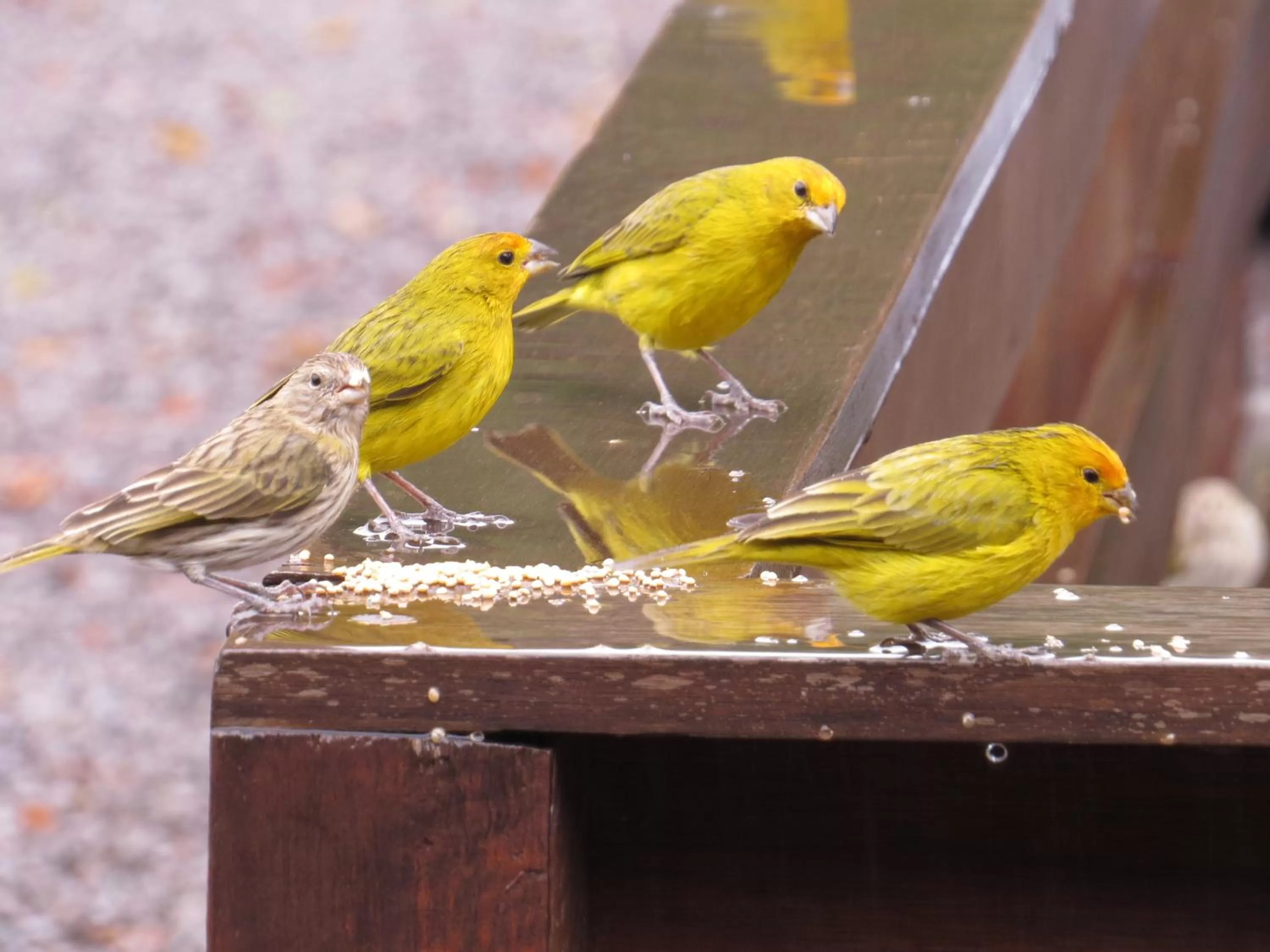 Animals, Other Animals in Bina's Haus Pousada, Cafeteria e Atelier