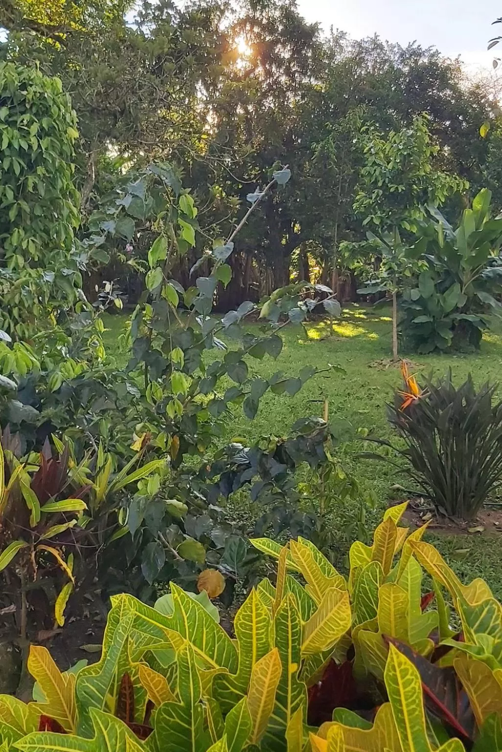 Natural landscape, Garden in Balsora Hotel Boutique