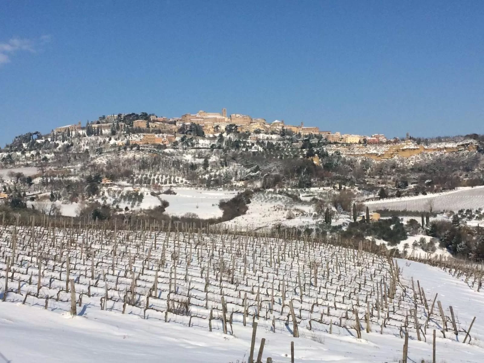 The Grapevine by MANVI