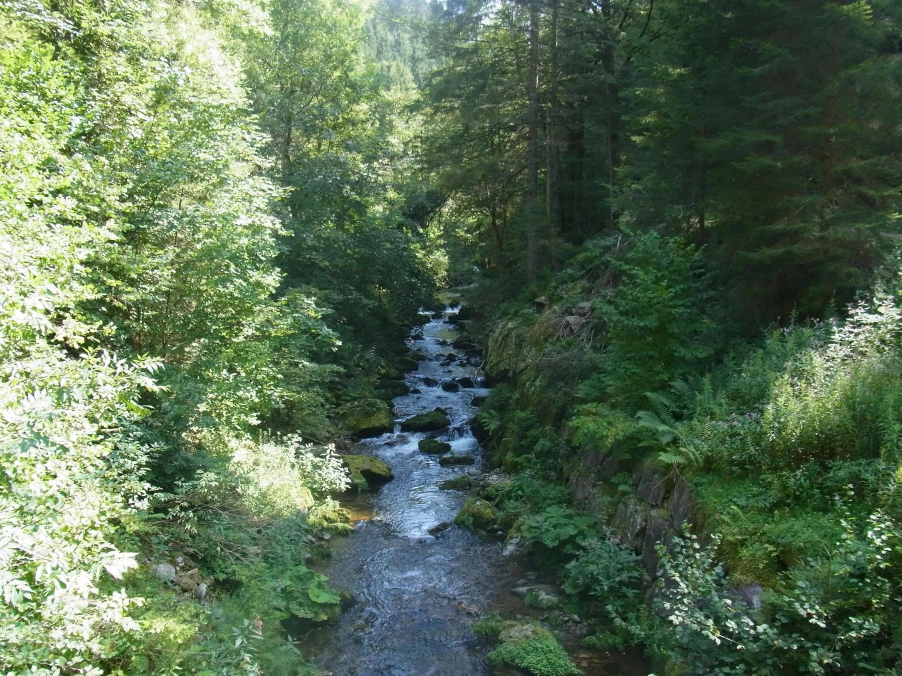 Natural landscape in ZUR TRAUBE Schwarzwaldhotel & Restaurant am Titisee
