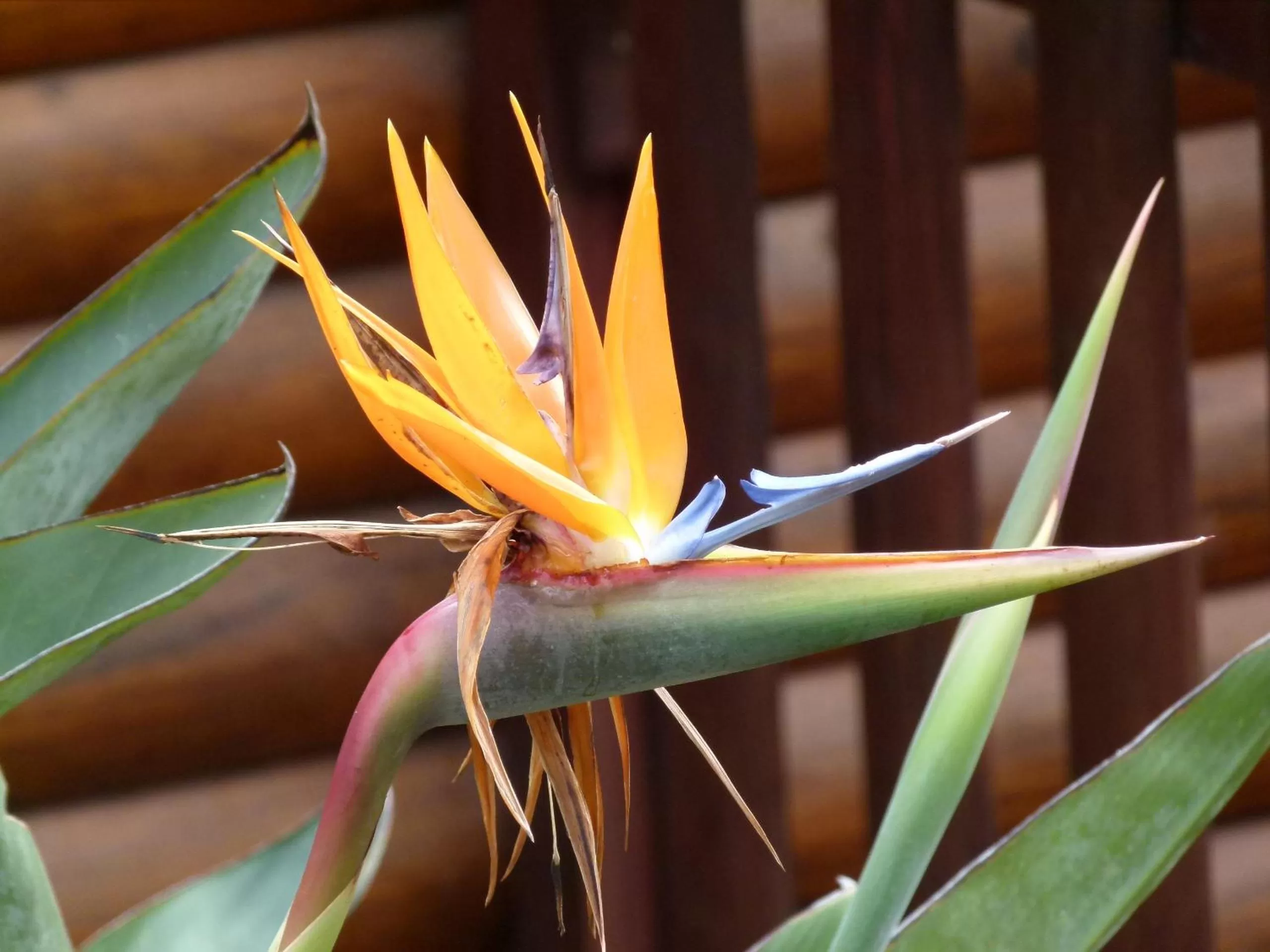 Other Animals in Fish Eagle Lodge