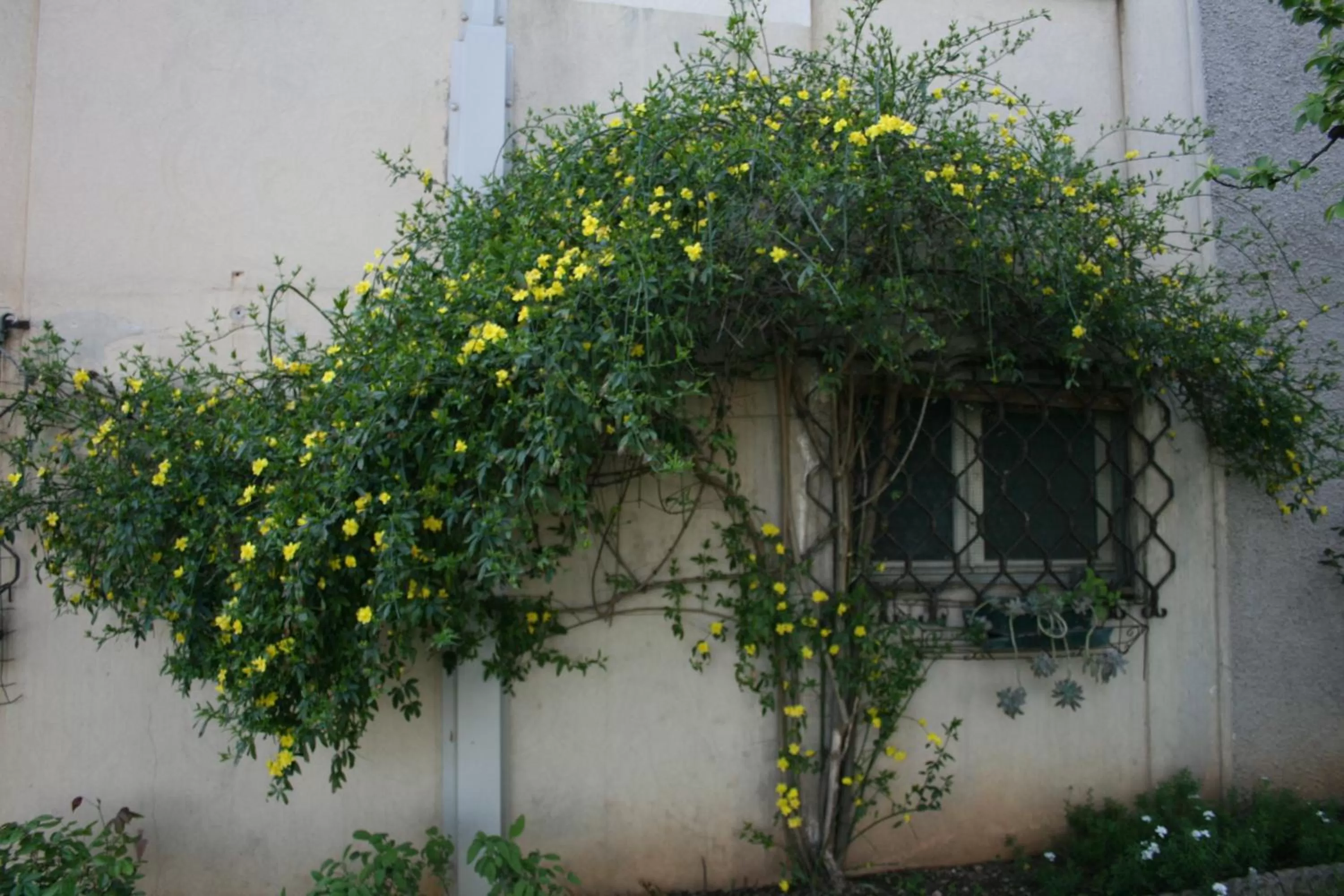 Garden in B&B Il Glicine