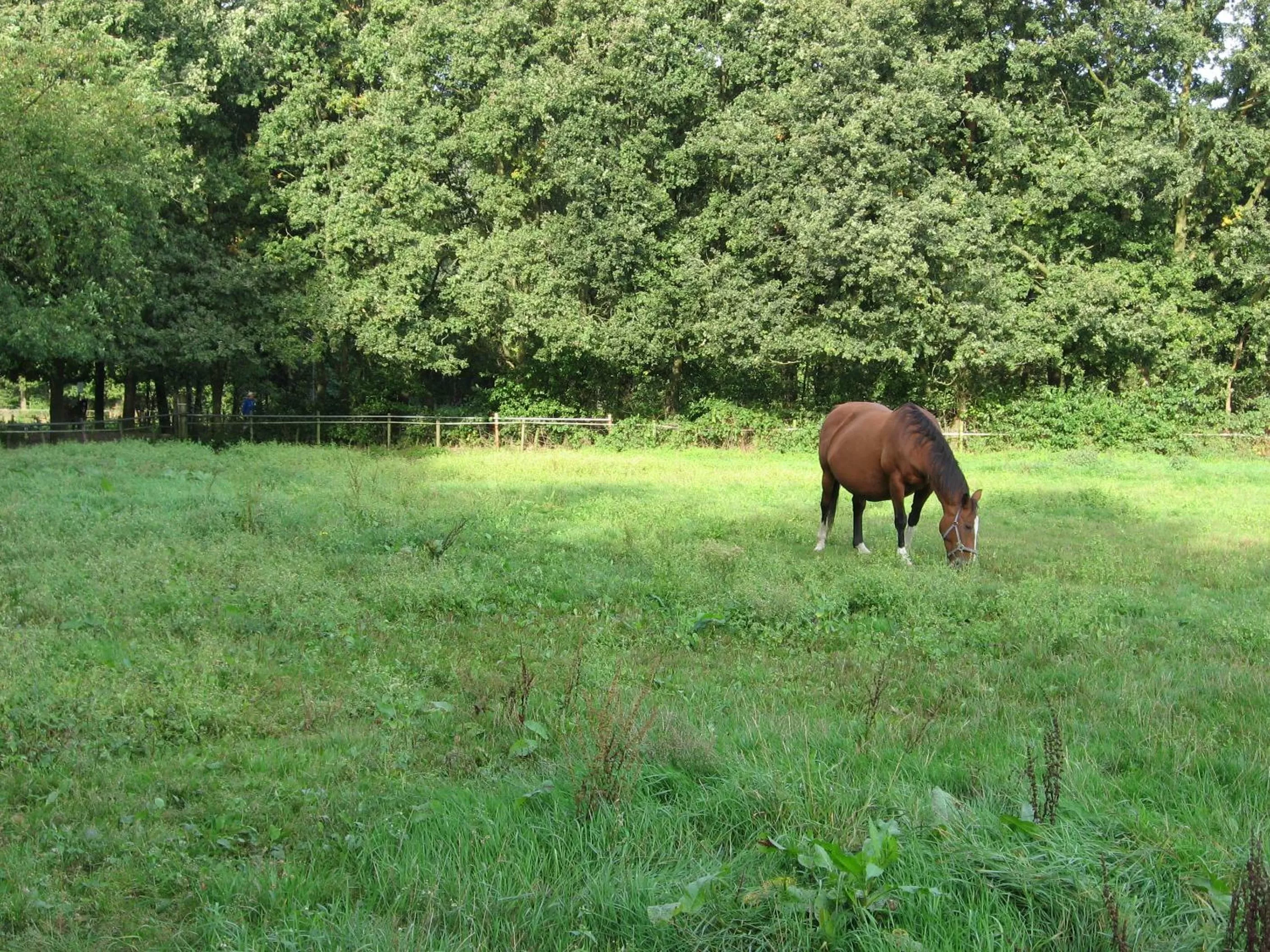 Bird's eye view in Rustpunt Groote Heide