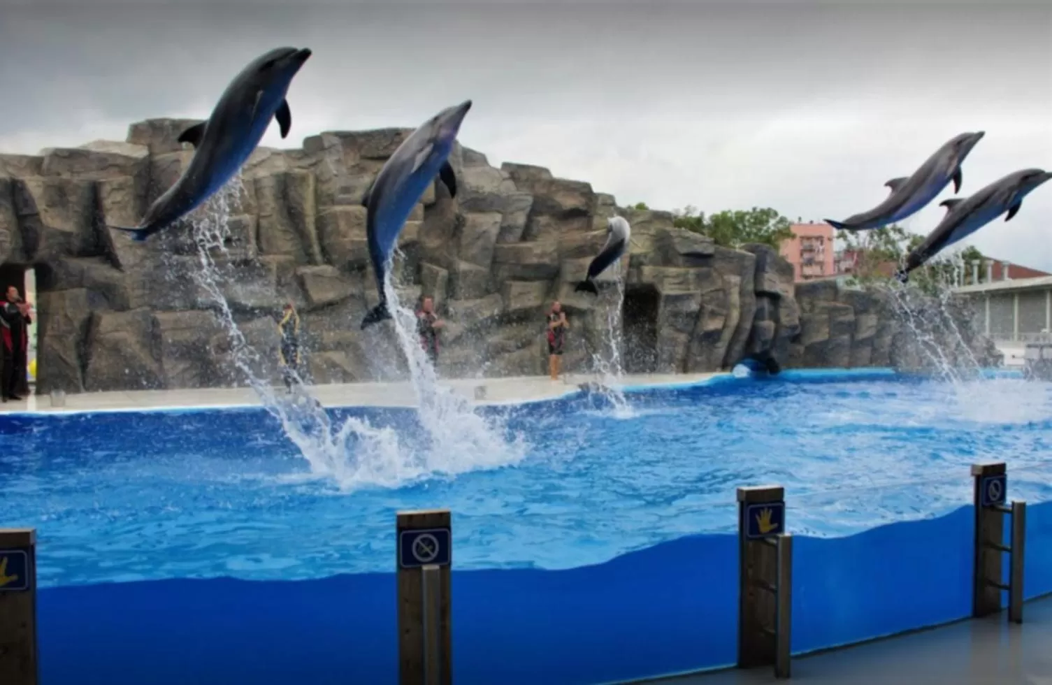 Animals, Swimming Pool in Batumi Orbi City Wonderful Sea View