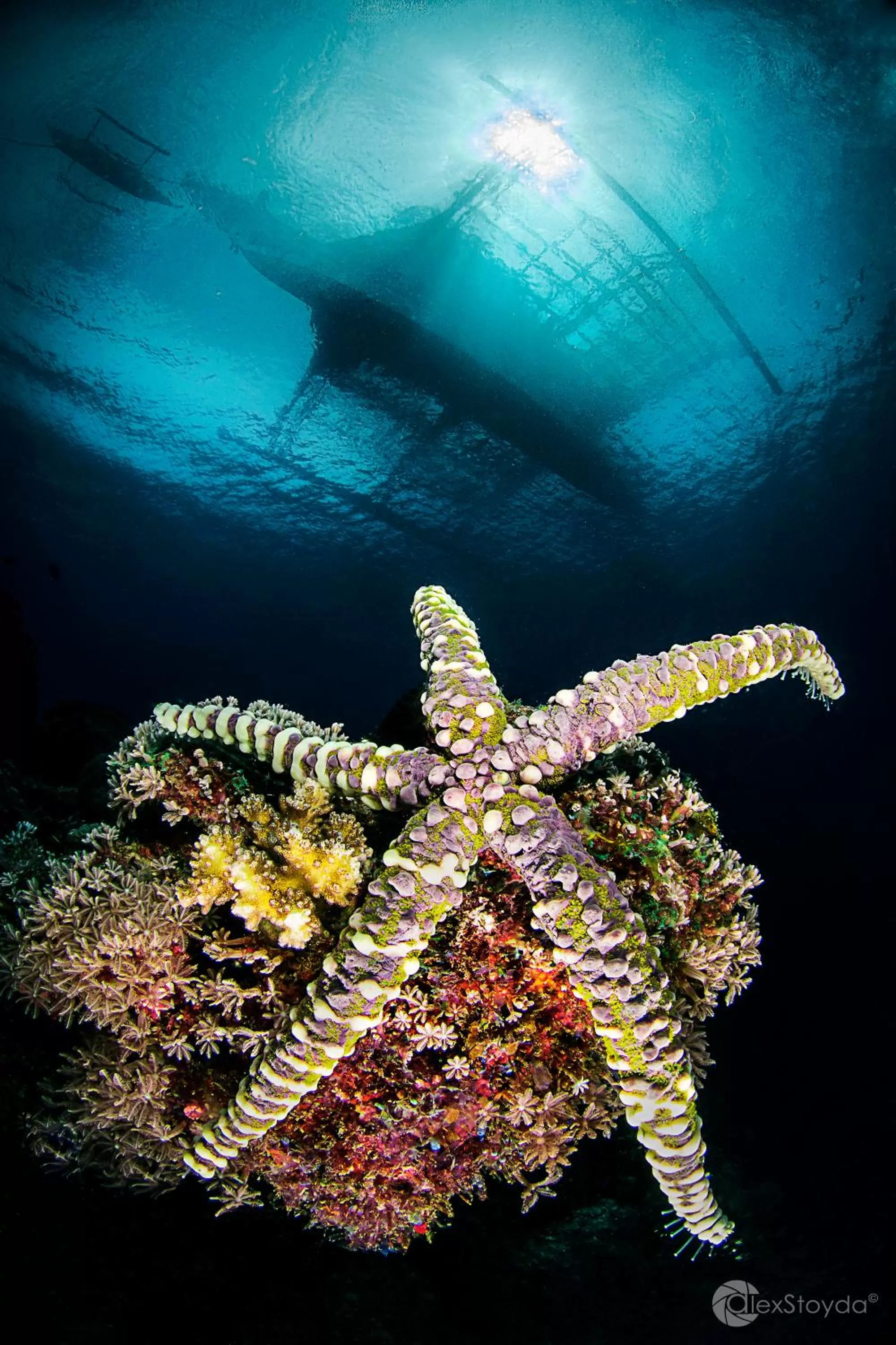 Activities in Mahi Mahi Dive Resort