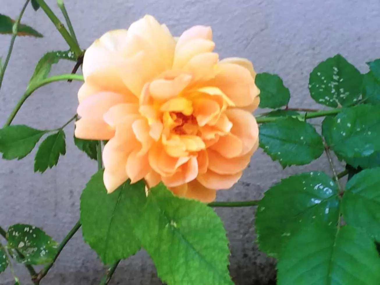 Garden in Residenza Elisa