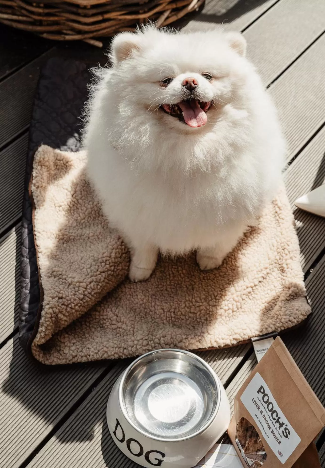 Animals in No 1 by GuestHouse, York