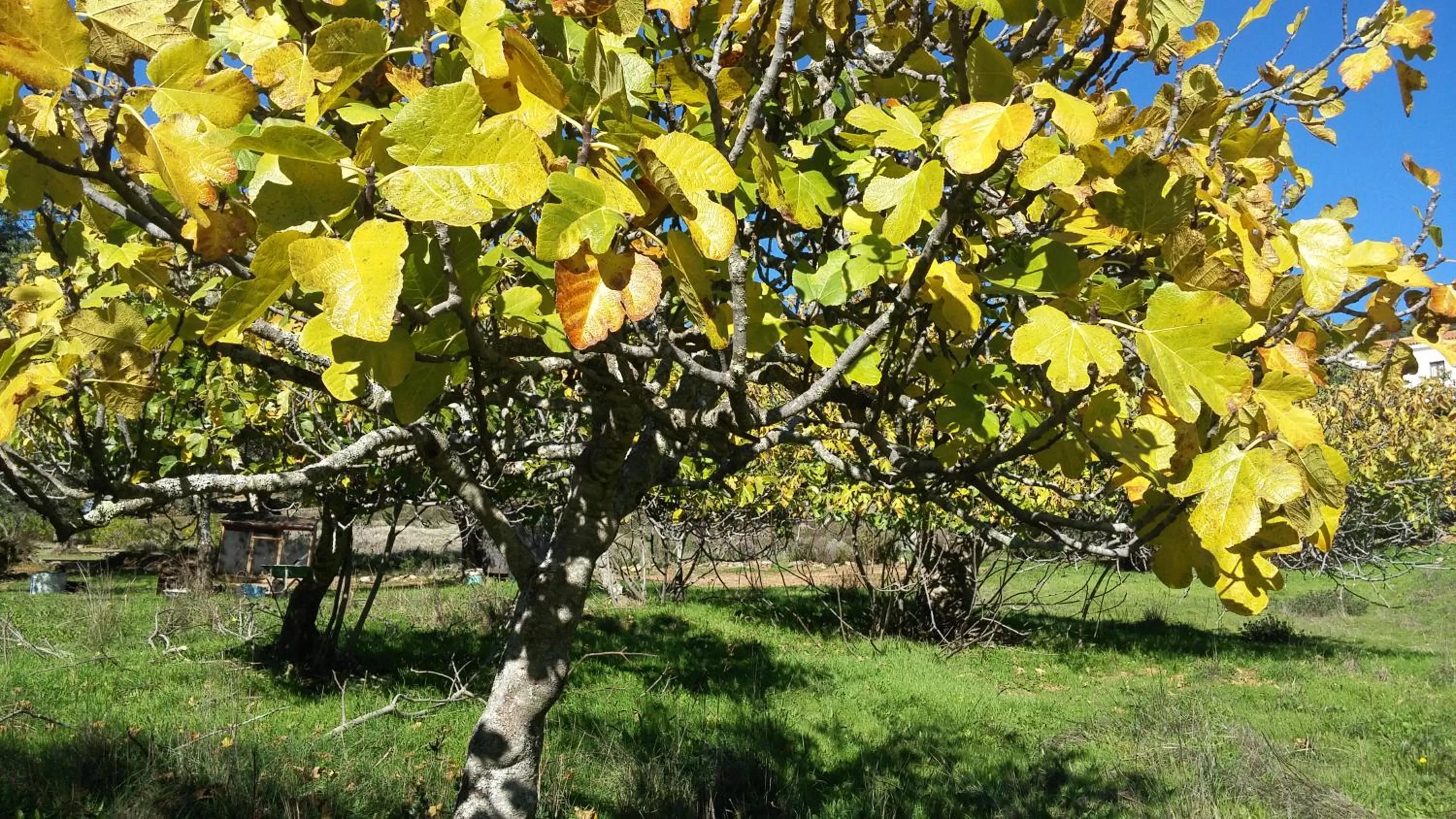 Natural landscape in Hotel La Era de Aracena - Adults Only