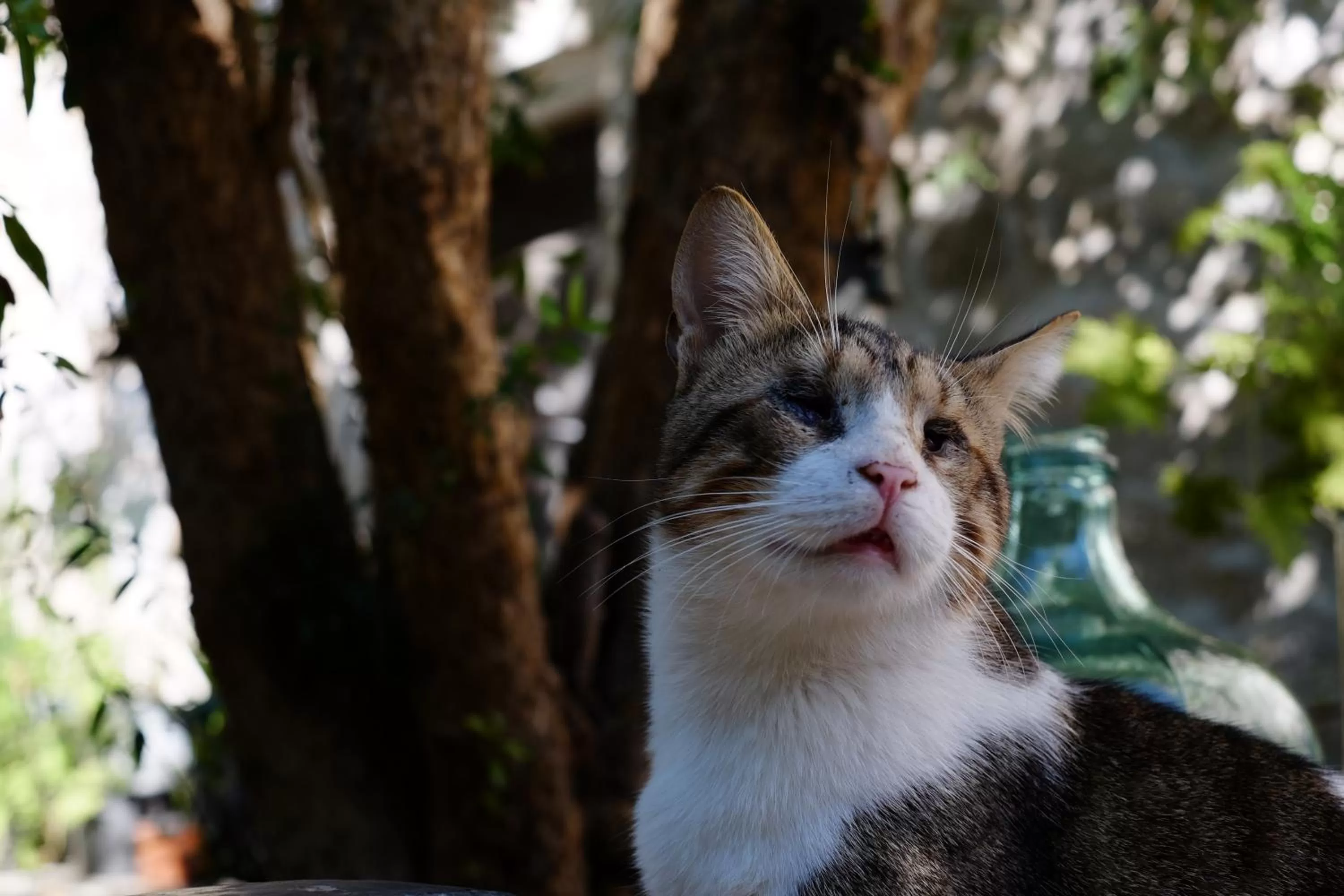 Garden, Pets in Ha La Bodrum