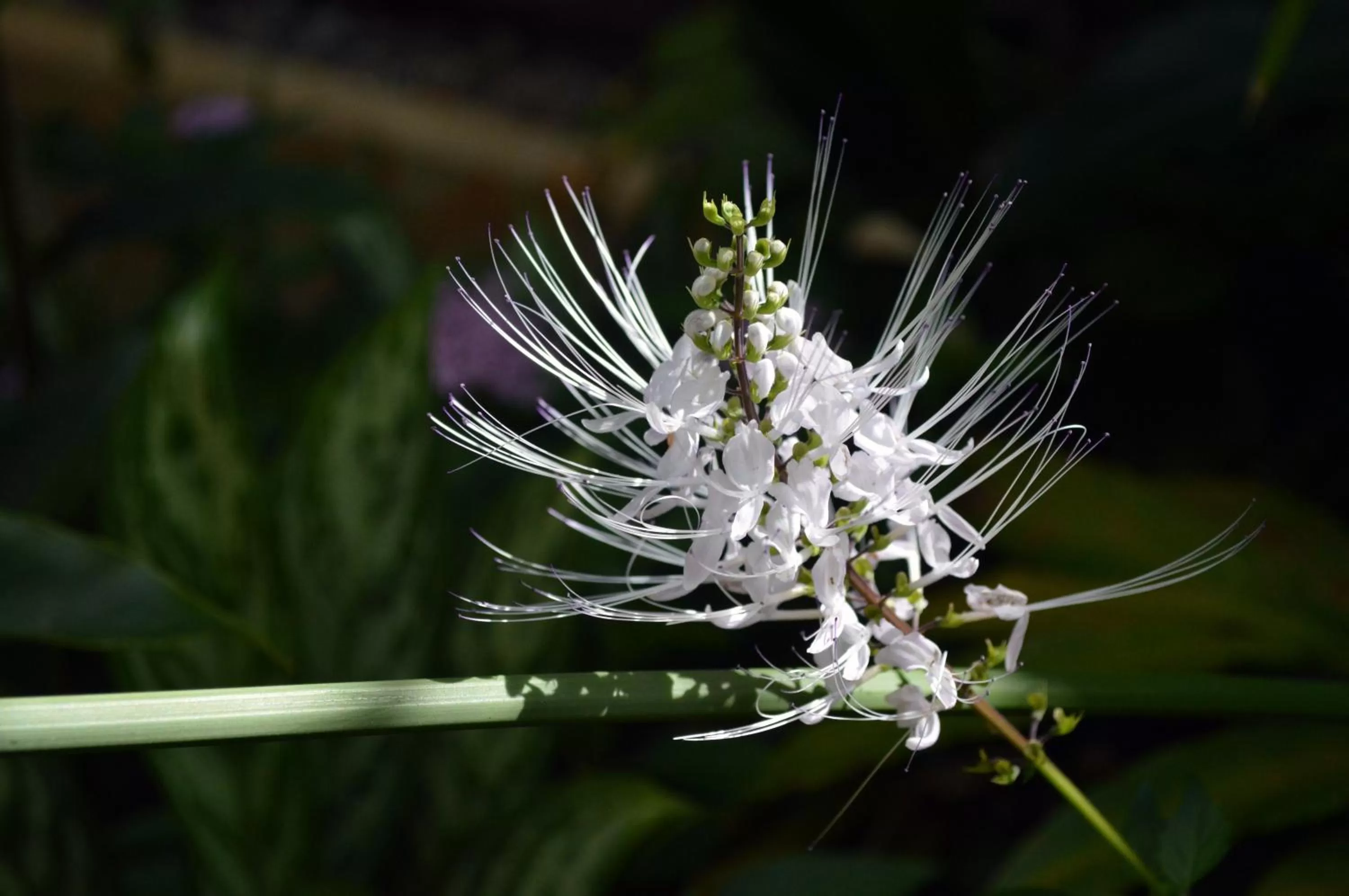 Other in Sunset at the Palms Resort - Adults Only - All Inclusive