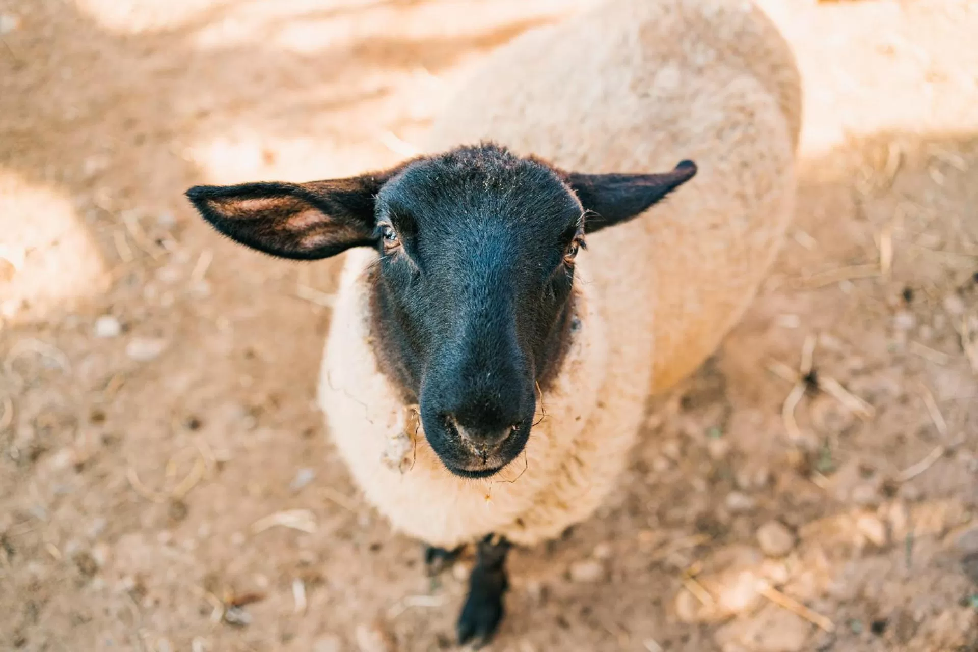 Animals in La Tenuta di Santo Stefano Agri Resort & Spa