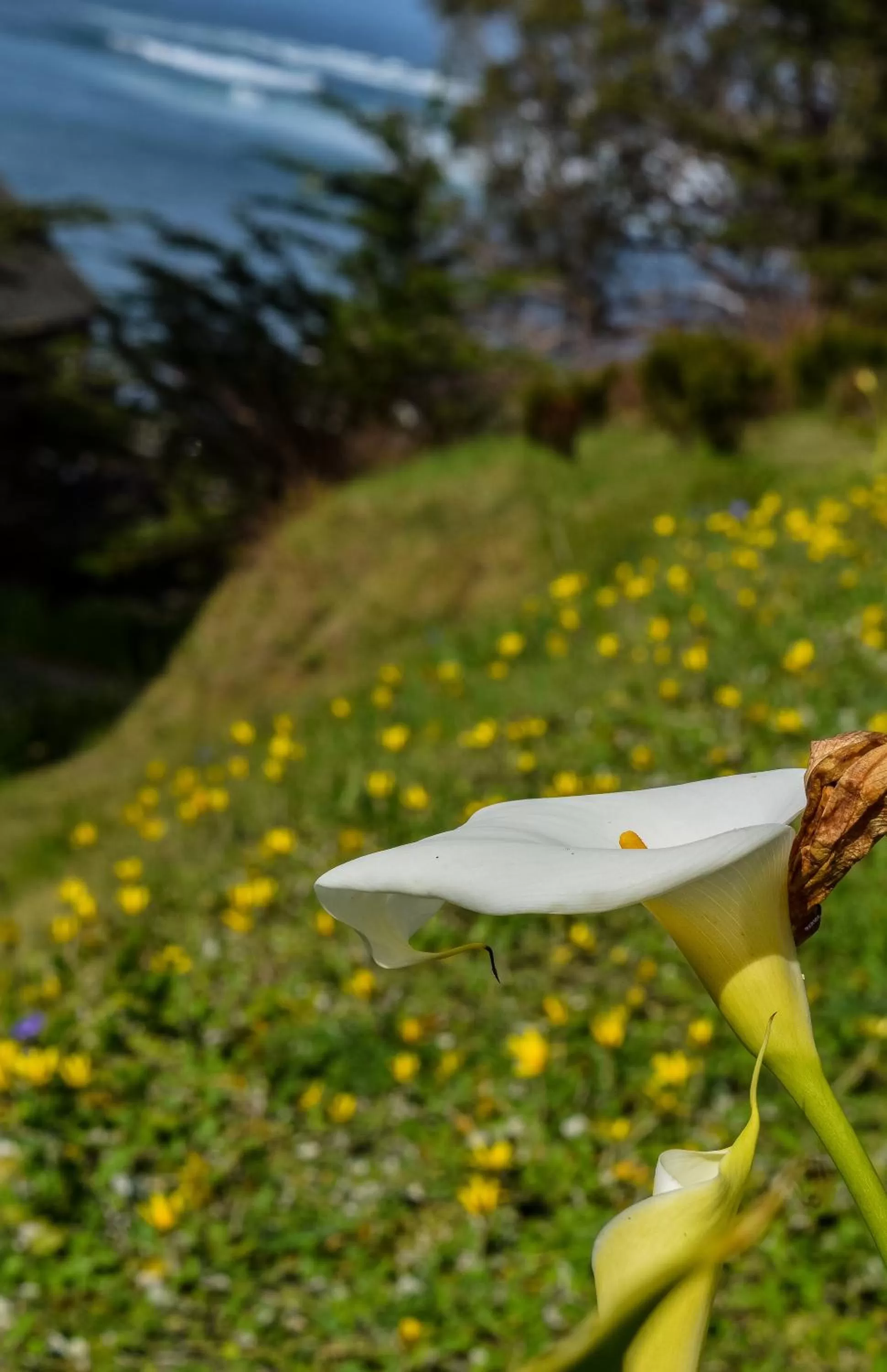 Garden in Wharf Master's Inn