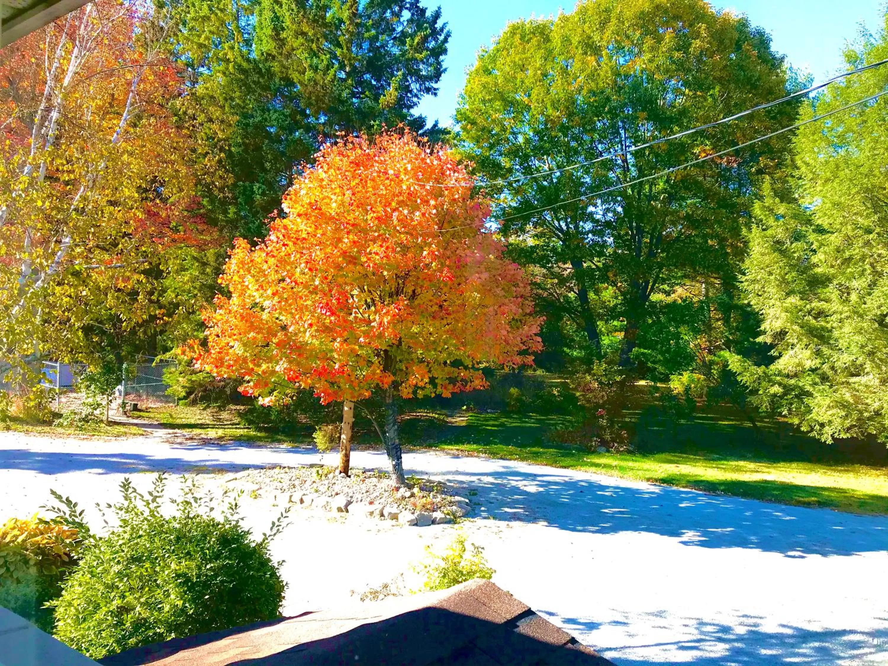 Garden view, Swimming Pool in Auberge Tom B&B