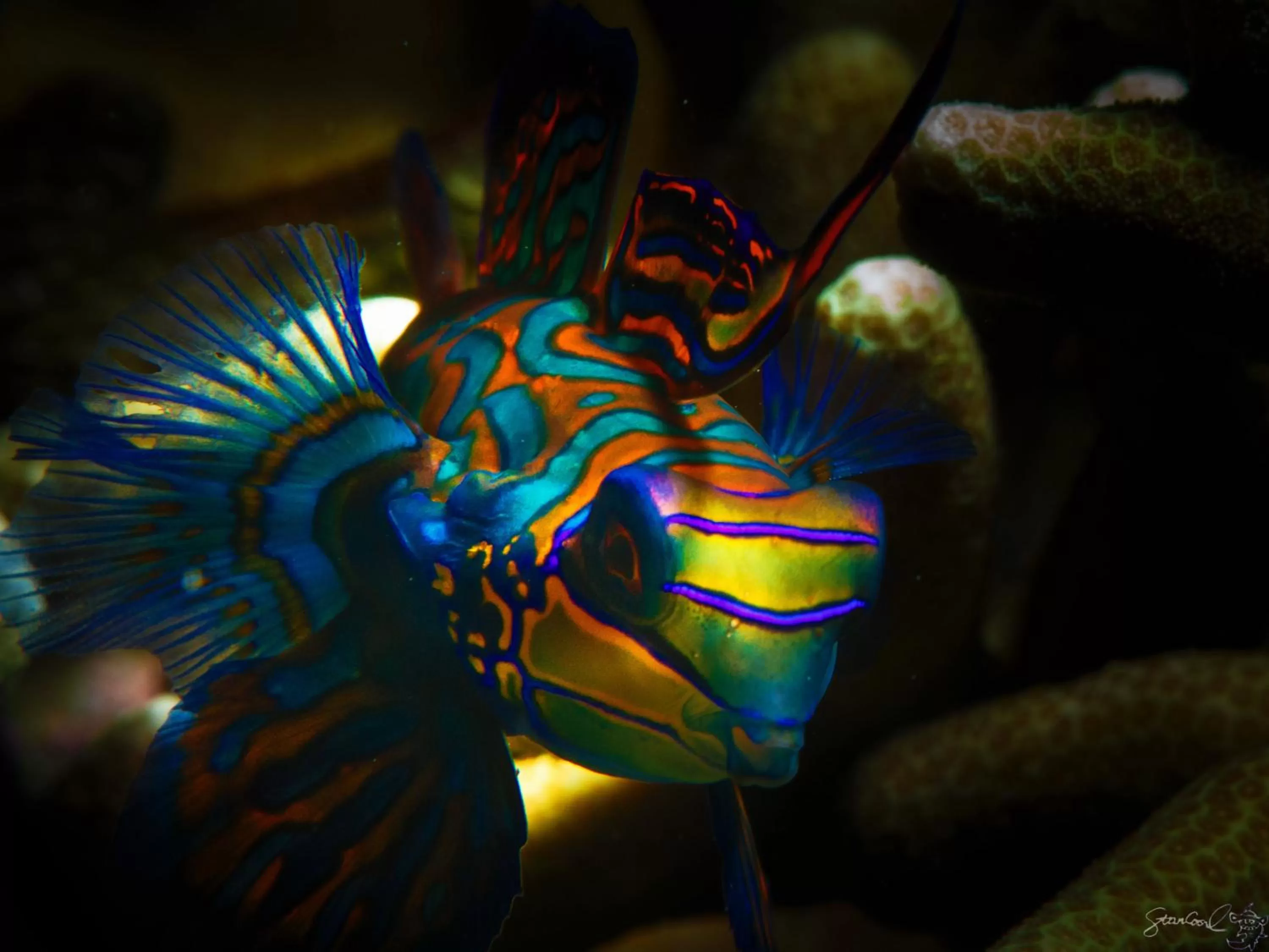 Diving in Turtle Bay Dive Resort