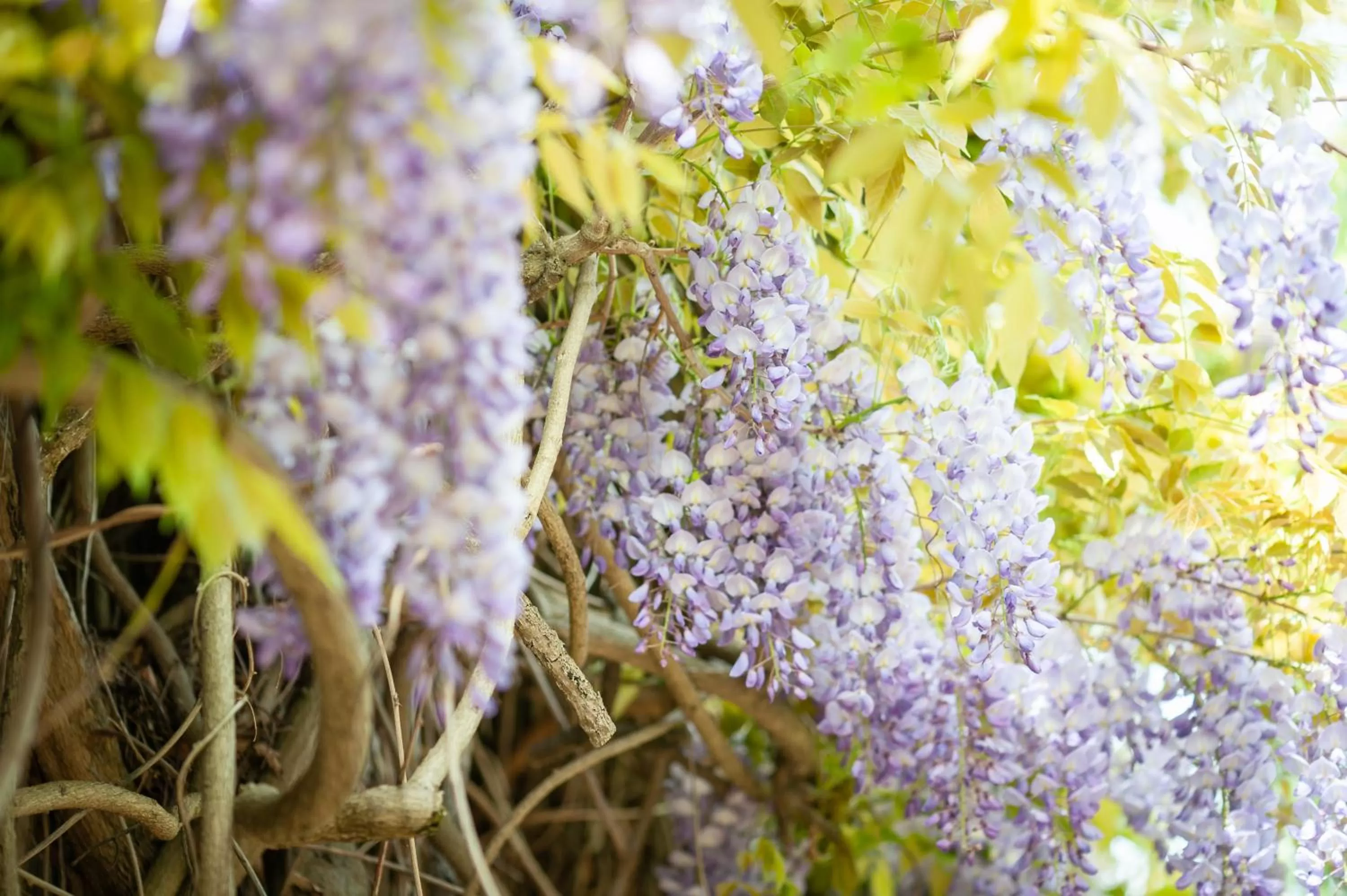 Natural landscape in Wisteria Hotel