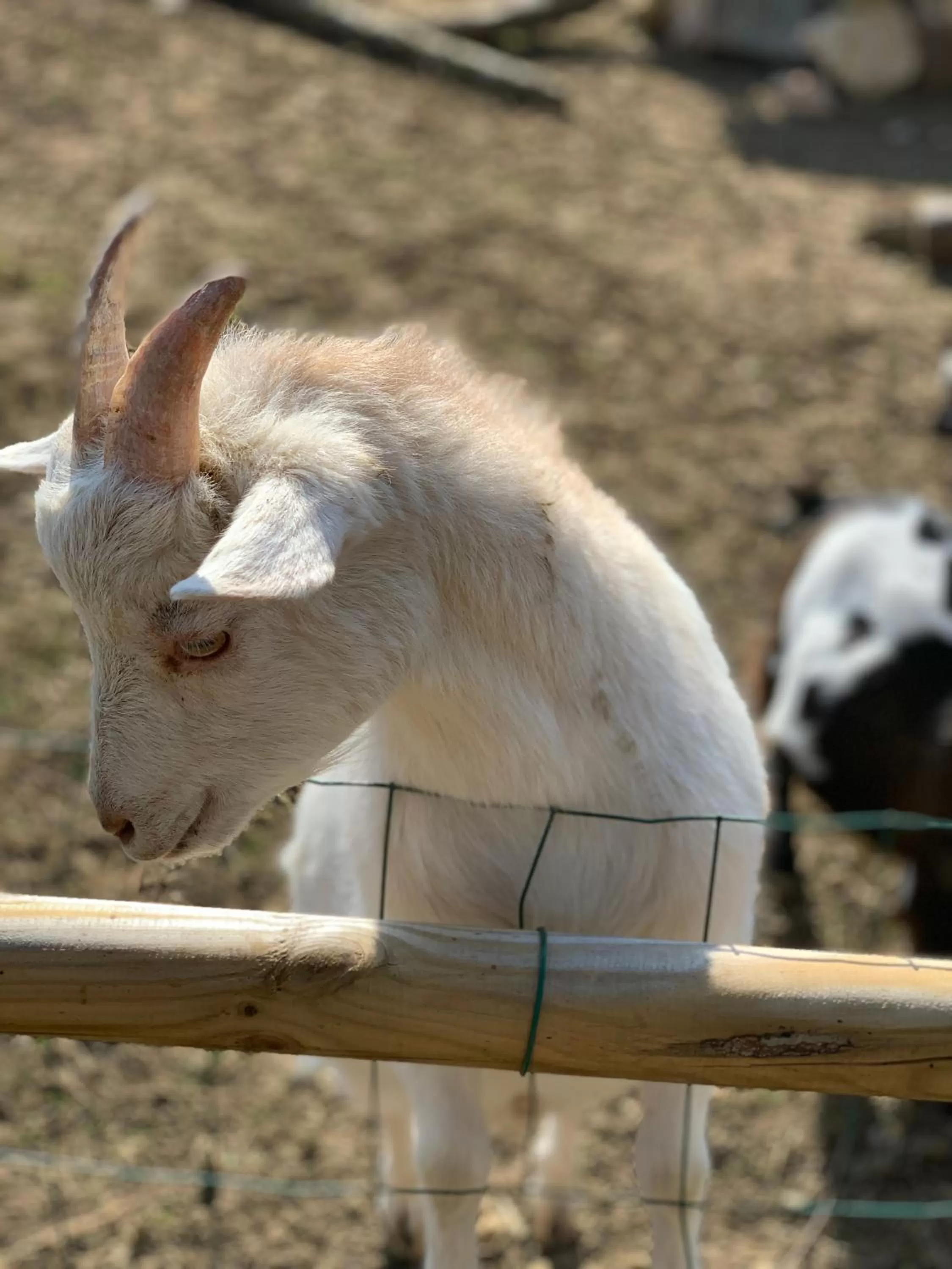 L’allée des peupliers