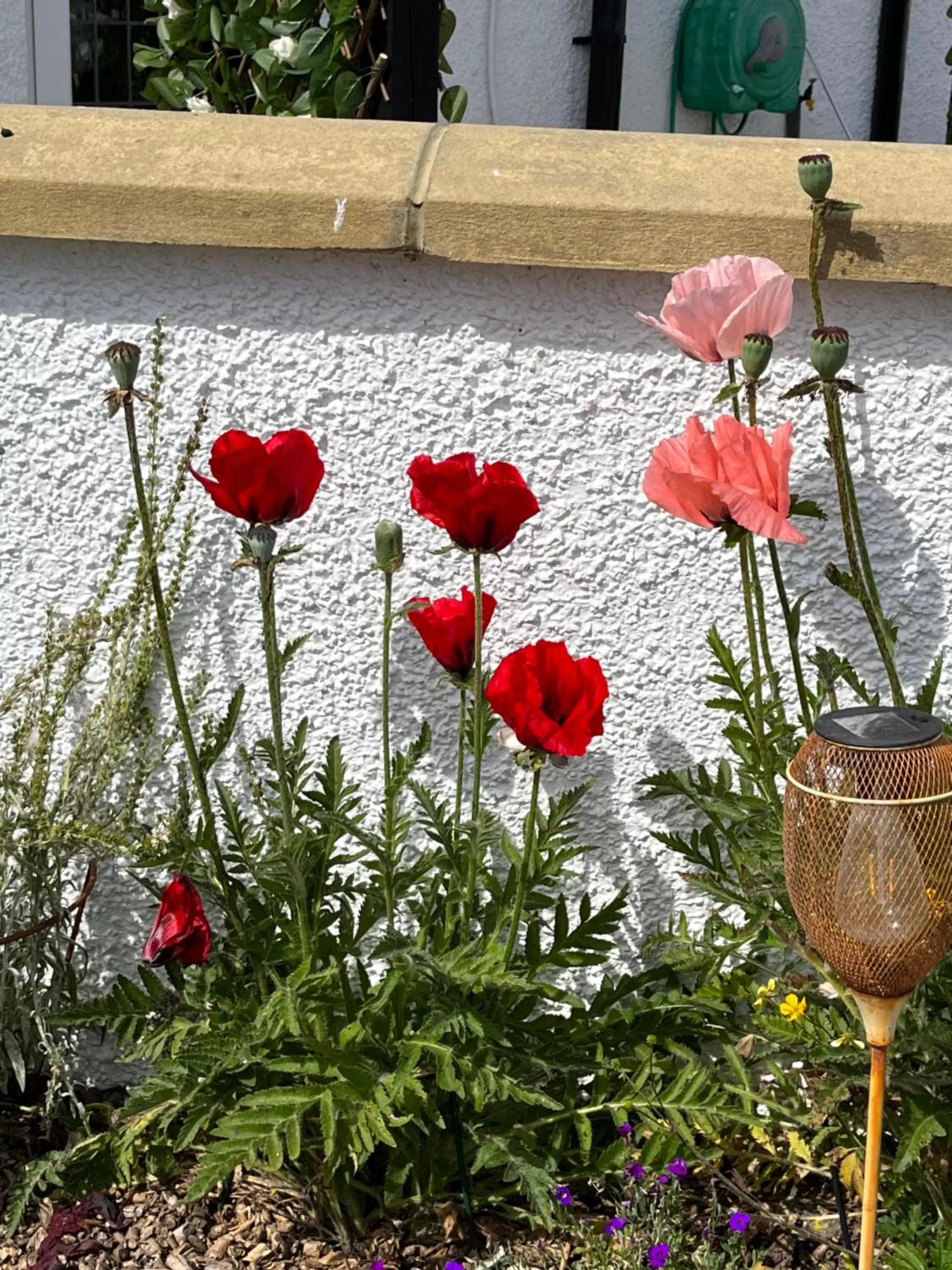 Garden view in Retreat at The Knowe Auchincruive Estate