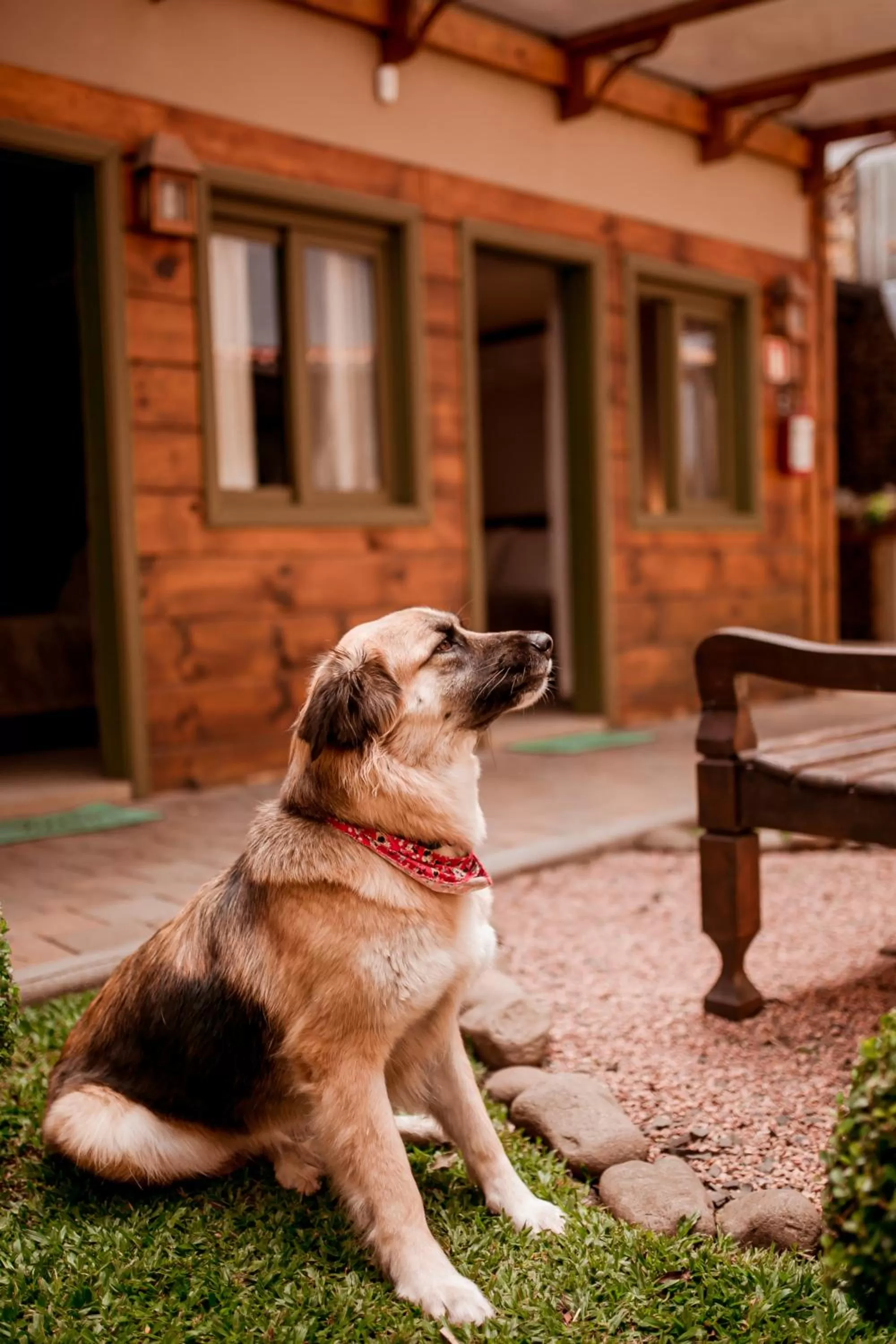 Pets in Pousada Charm Canela