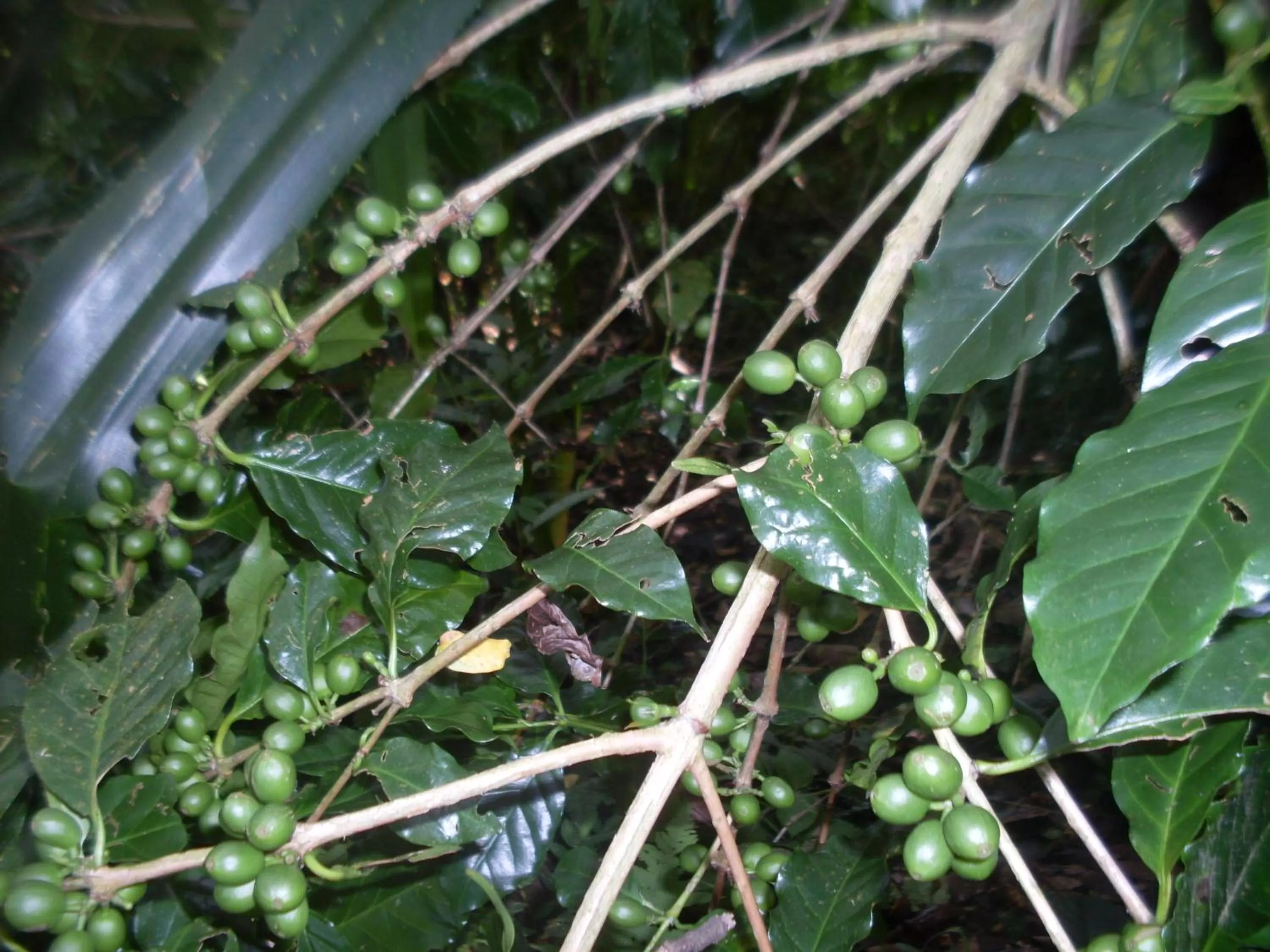 Garden in Dinesh House