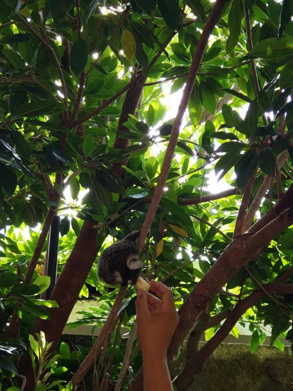 Other Animals in Pousada Costa Tropical