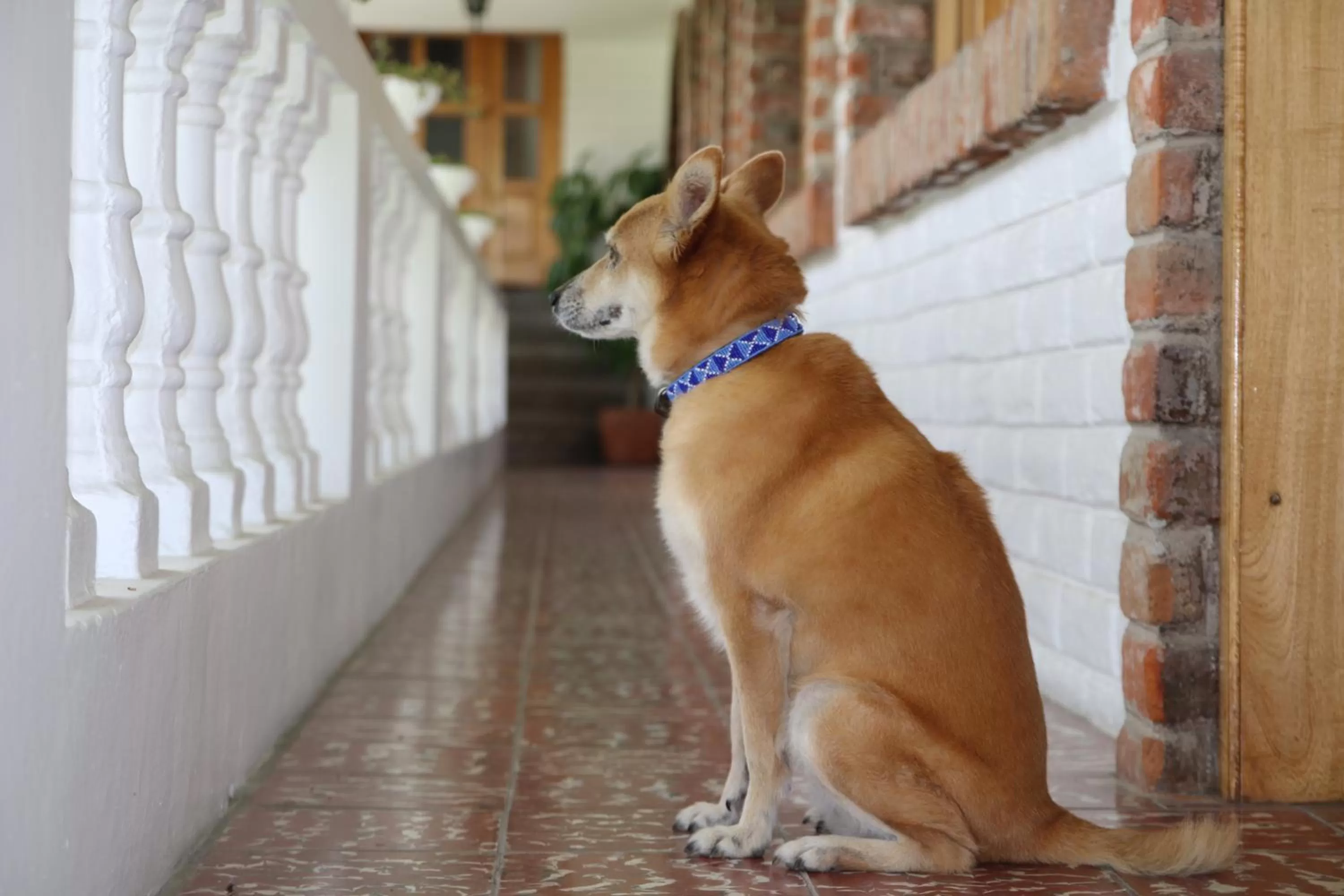 Pets in La Posada del Quinde