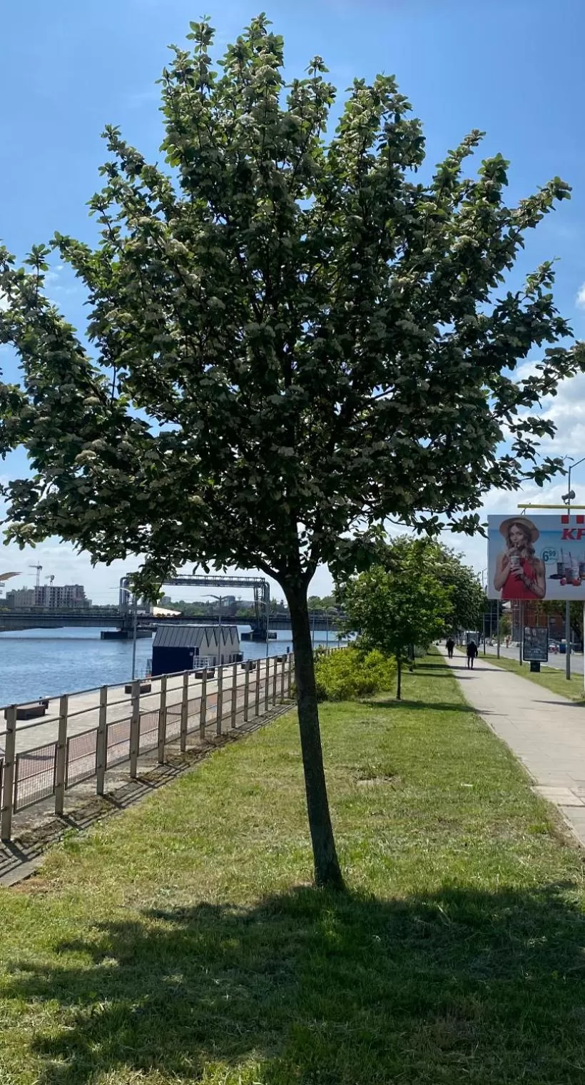 Nearby landmark in Floating Apartments - ODRA DREAM