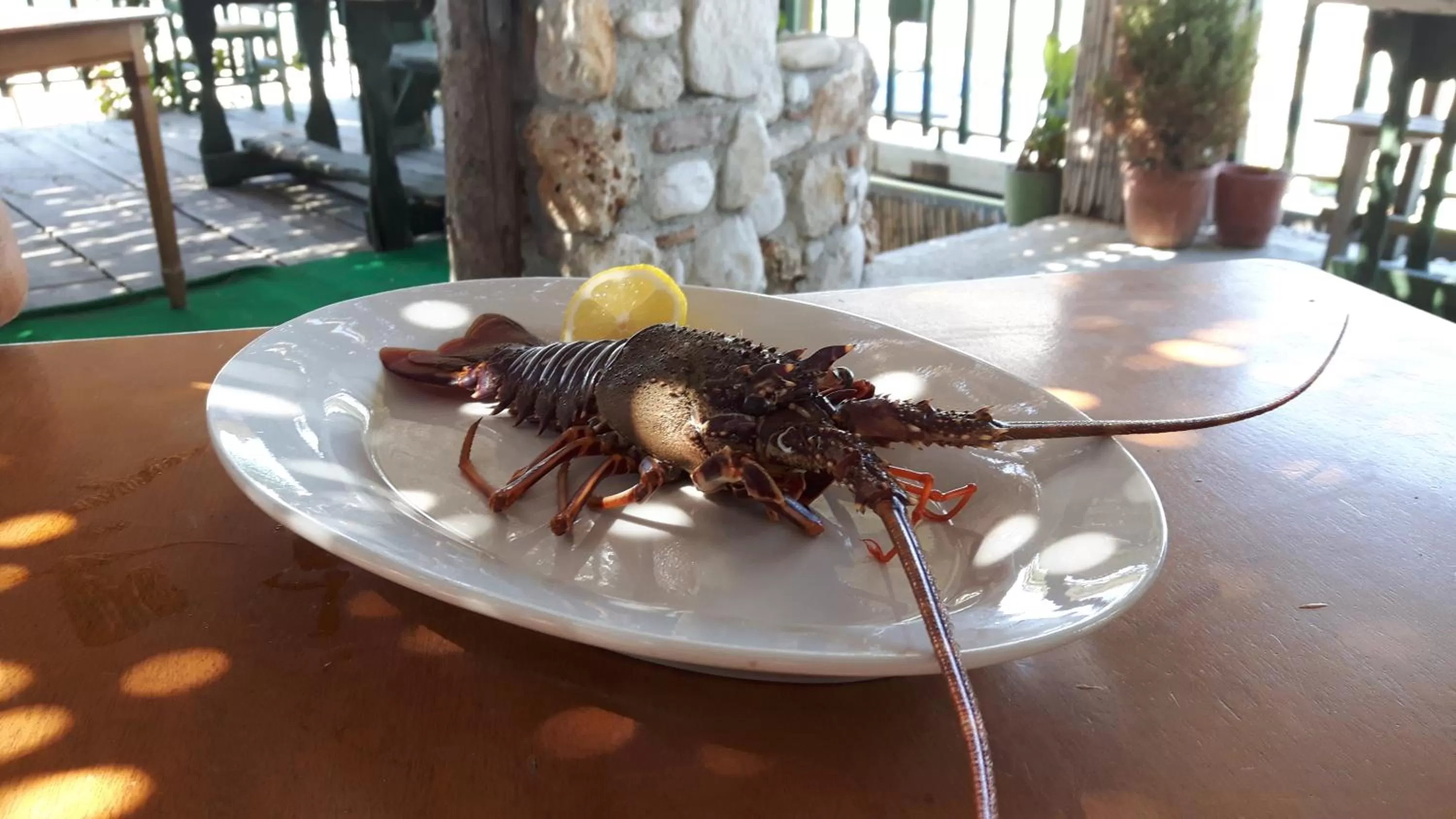 Food close-up, Other Animals in Maxola's Dream Orikum