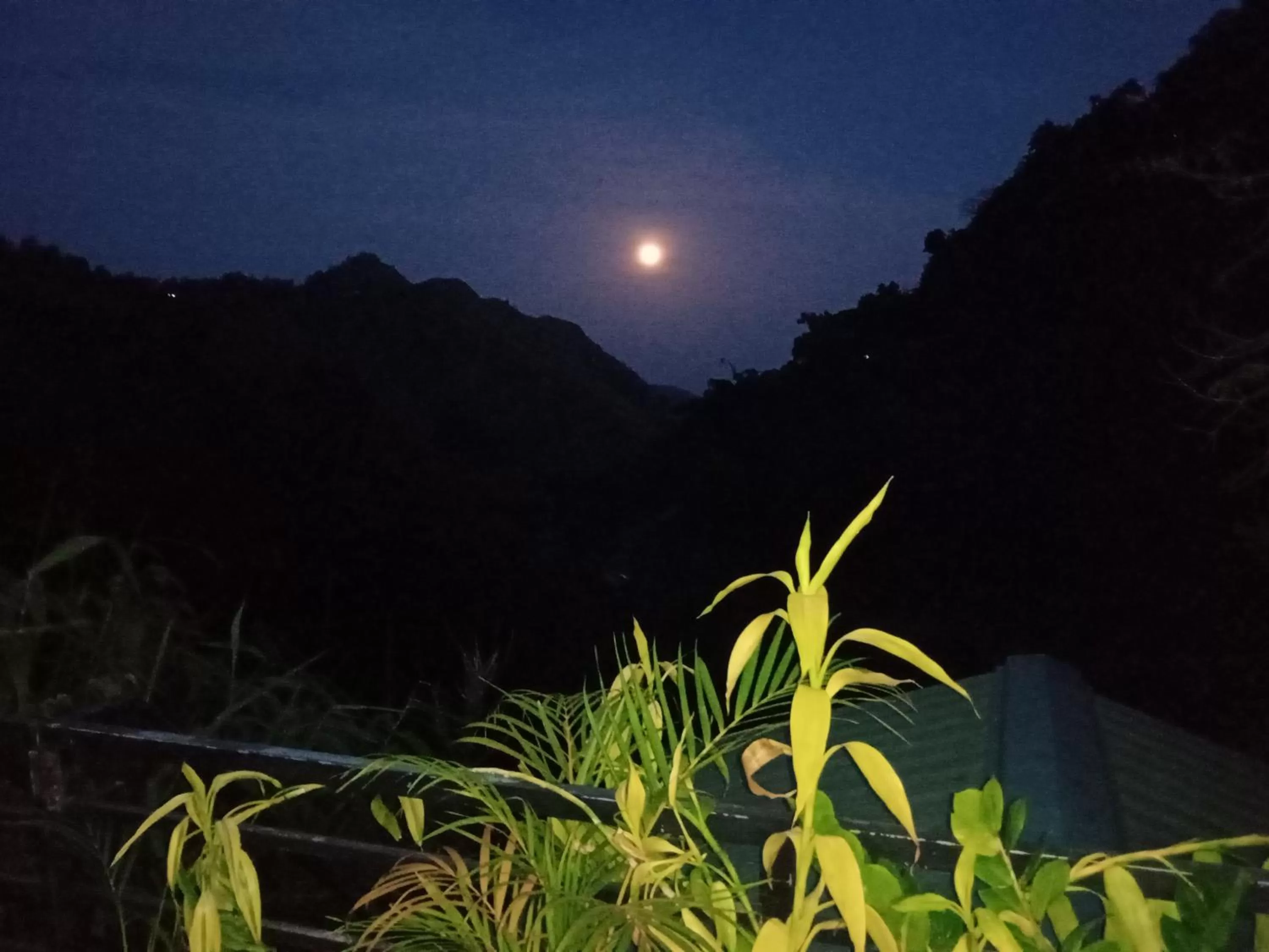 Ella Lucky Panoramic