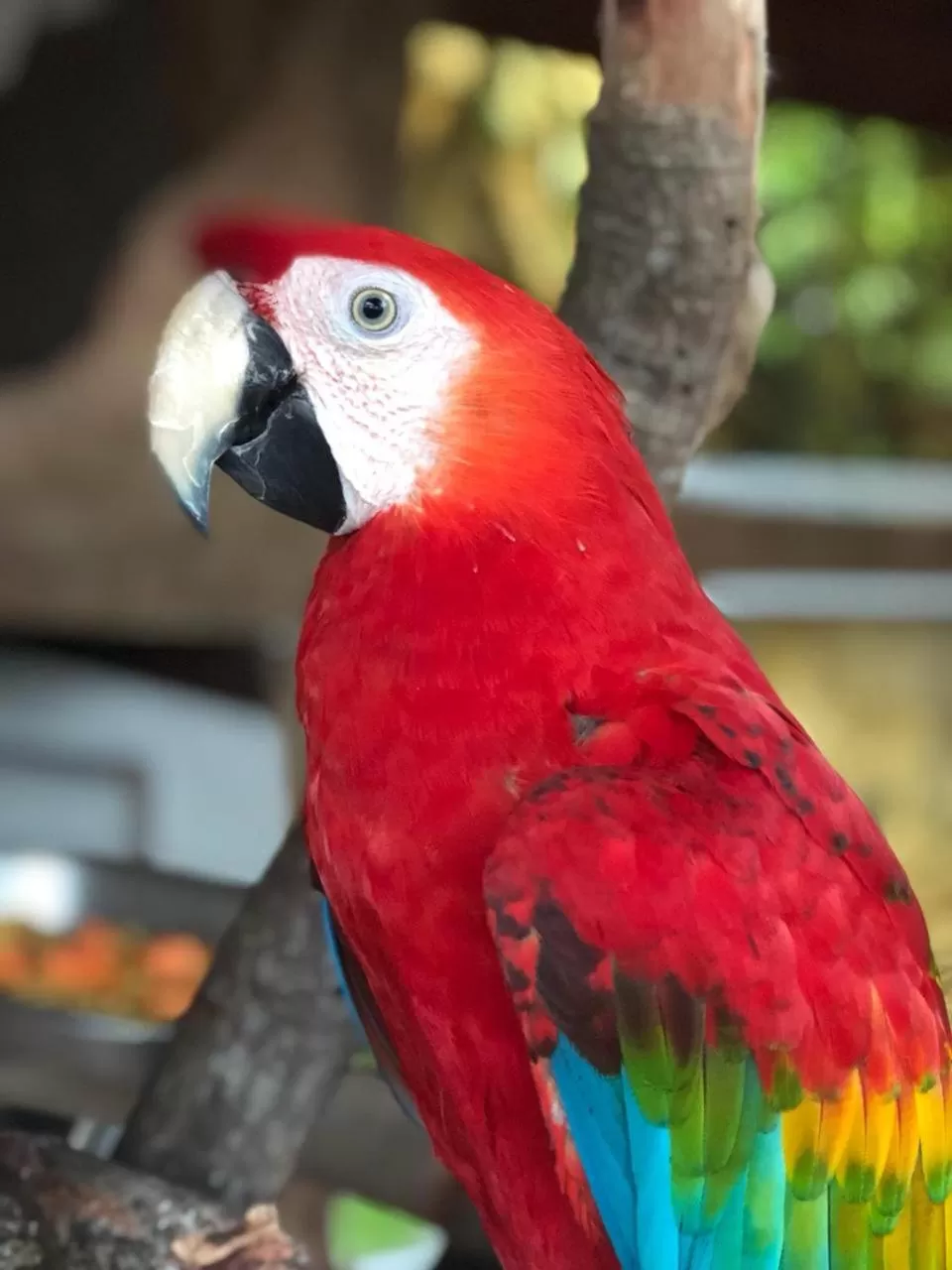 Other Animals in Pousada Sol e Mar