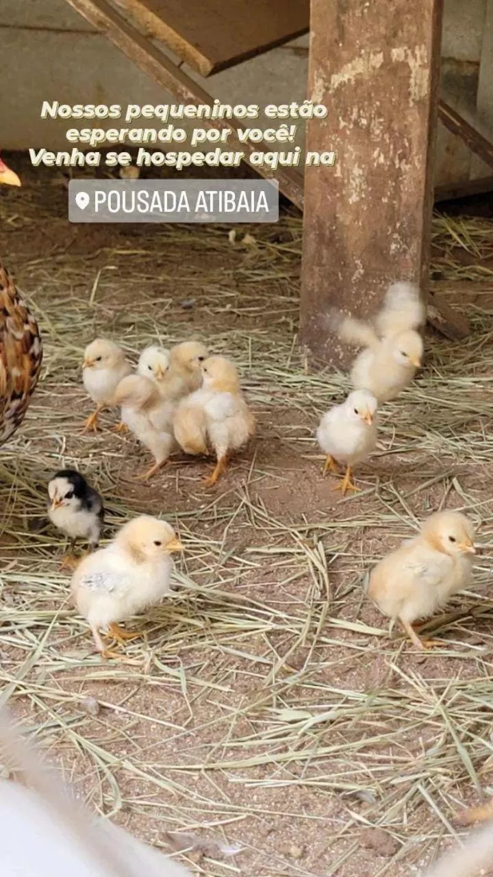 Other Animals in Pousada Atibaia