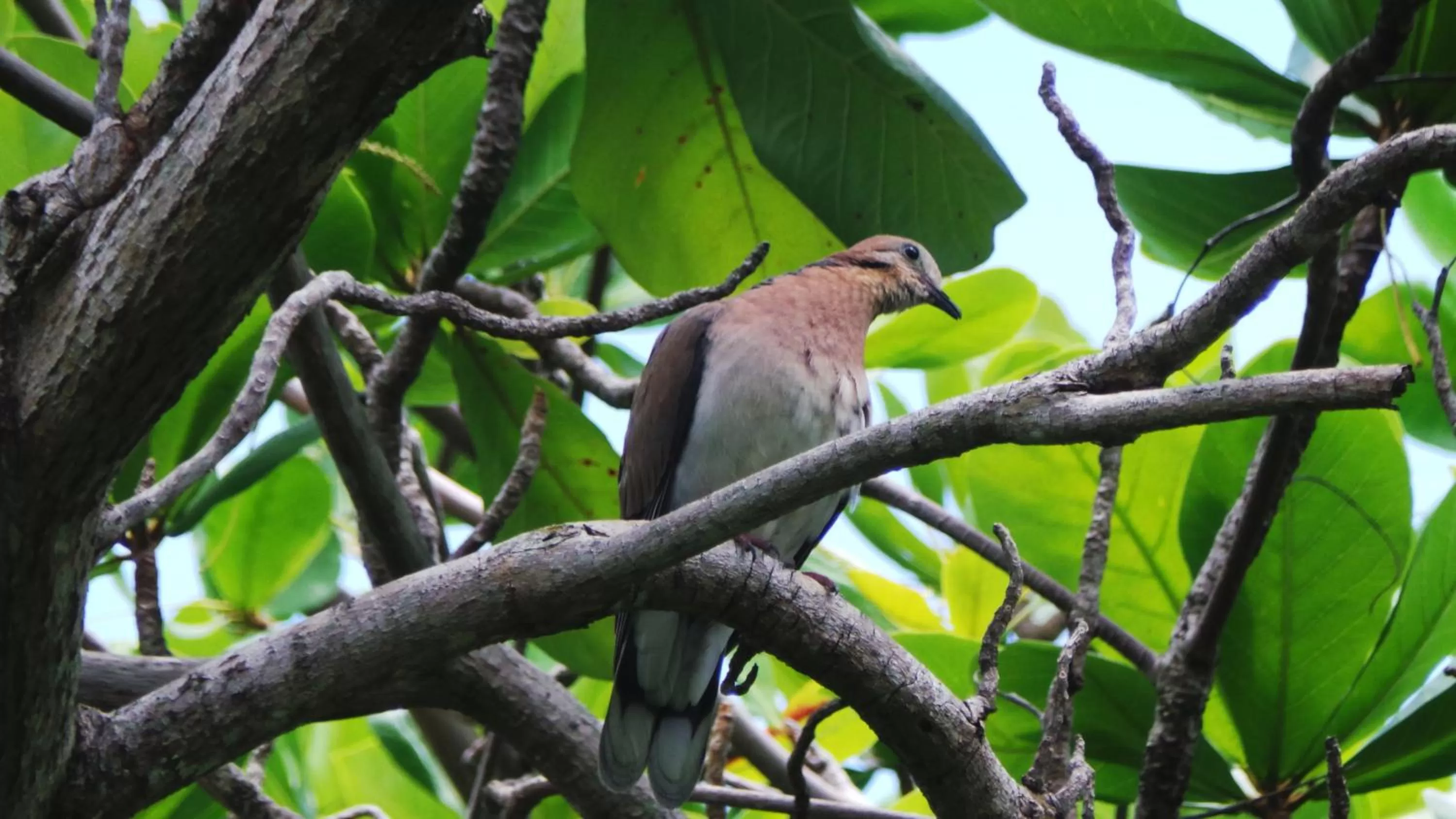 Animals in Blue Horizons Garden Resort