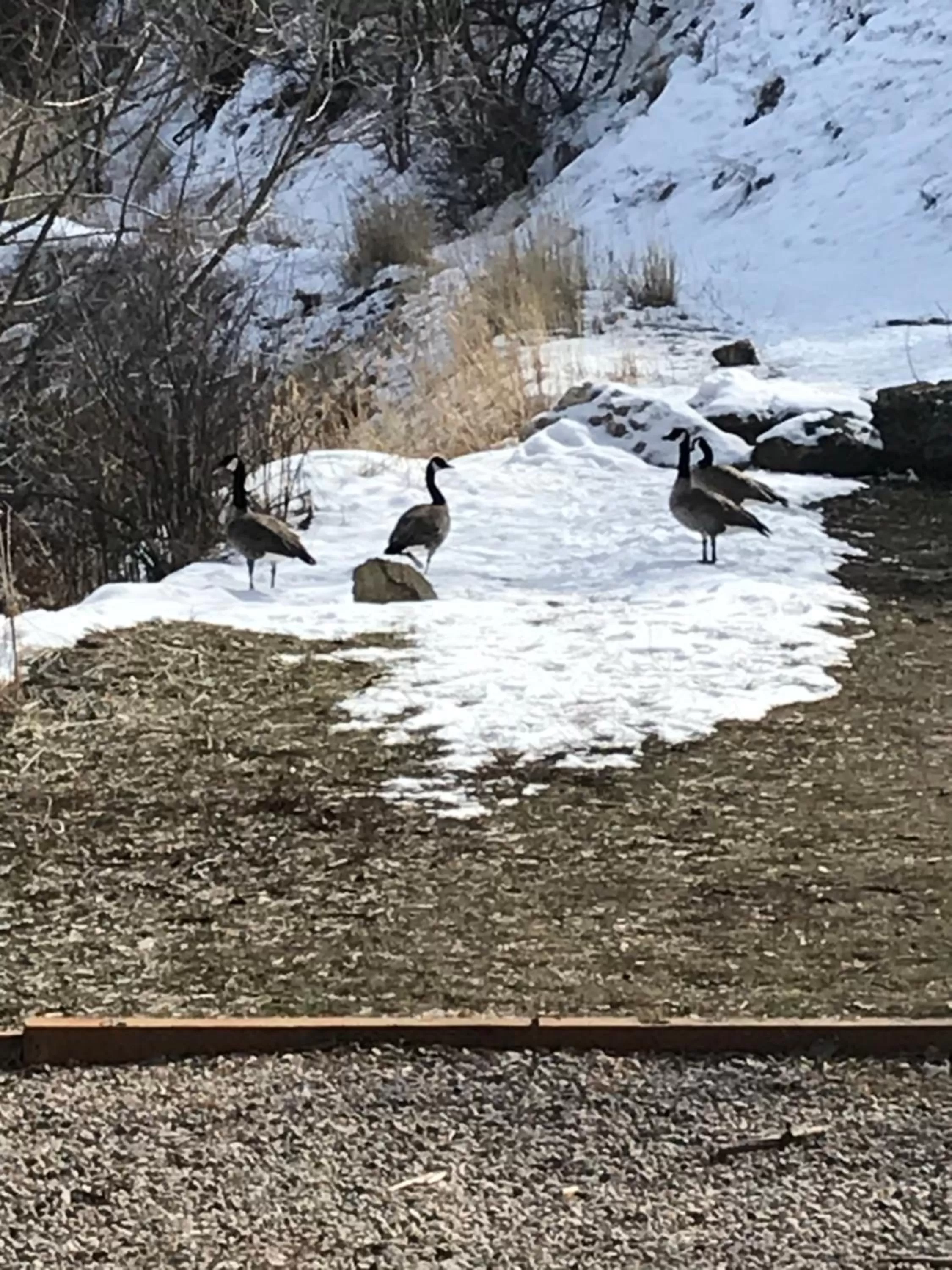 Animals in Lava Spa Motel & RV