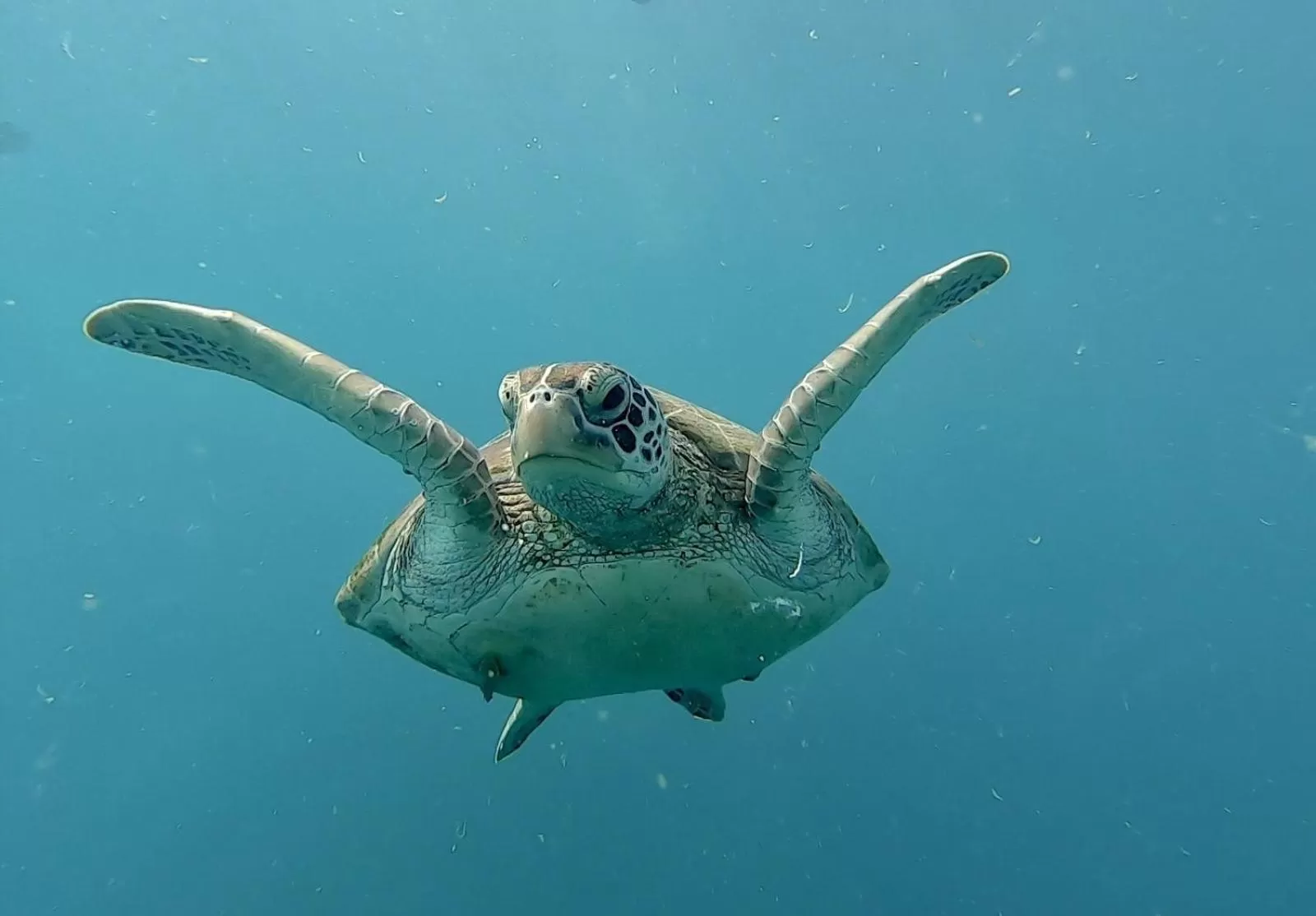 Animals in Pescador View - Beachfront ,Extensions & nearby the Ocean Hostels & Restaurant Moalboal